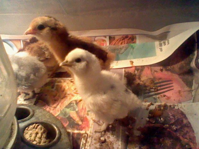 White Silkie chick and RIR chick
