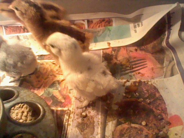 White silkie chick