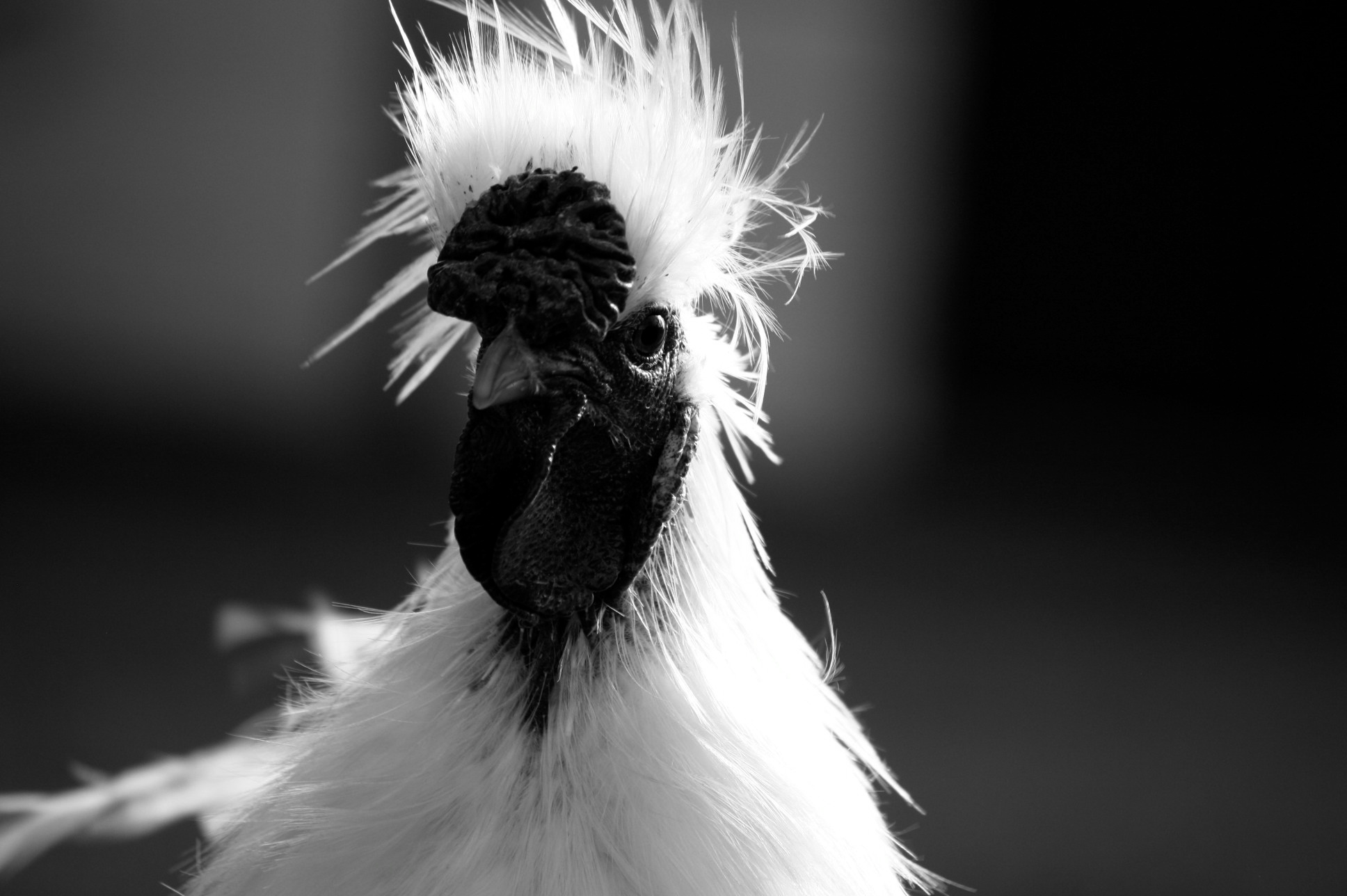 White Silkie cockerel.