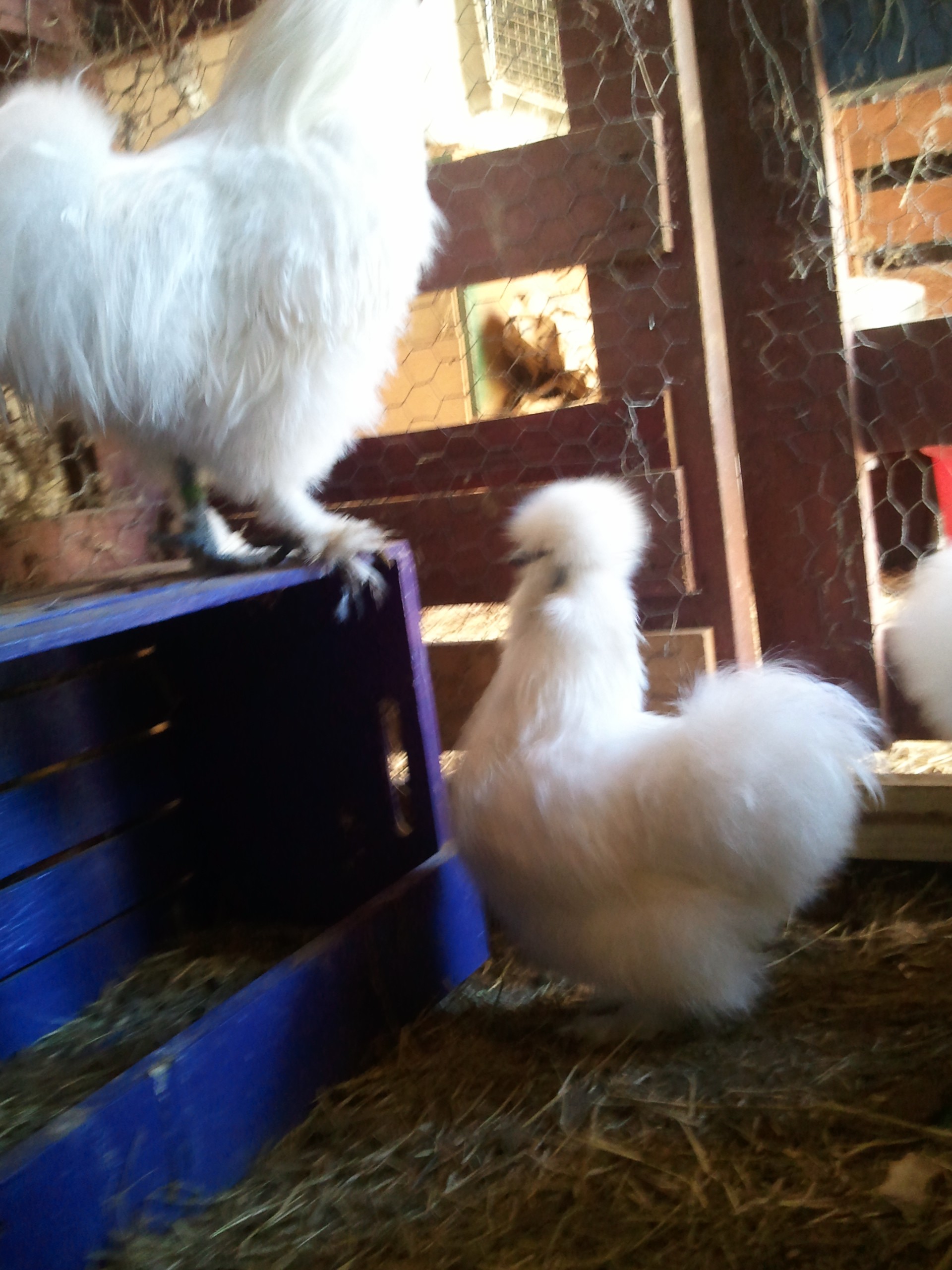 White silkies