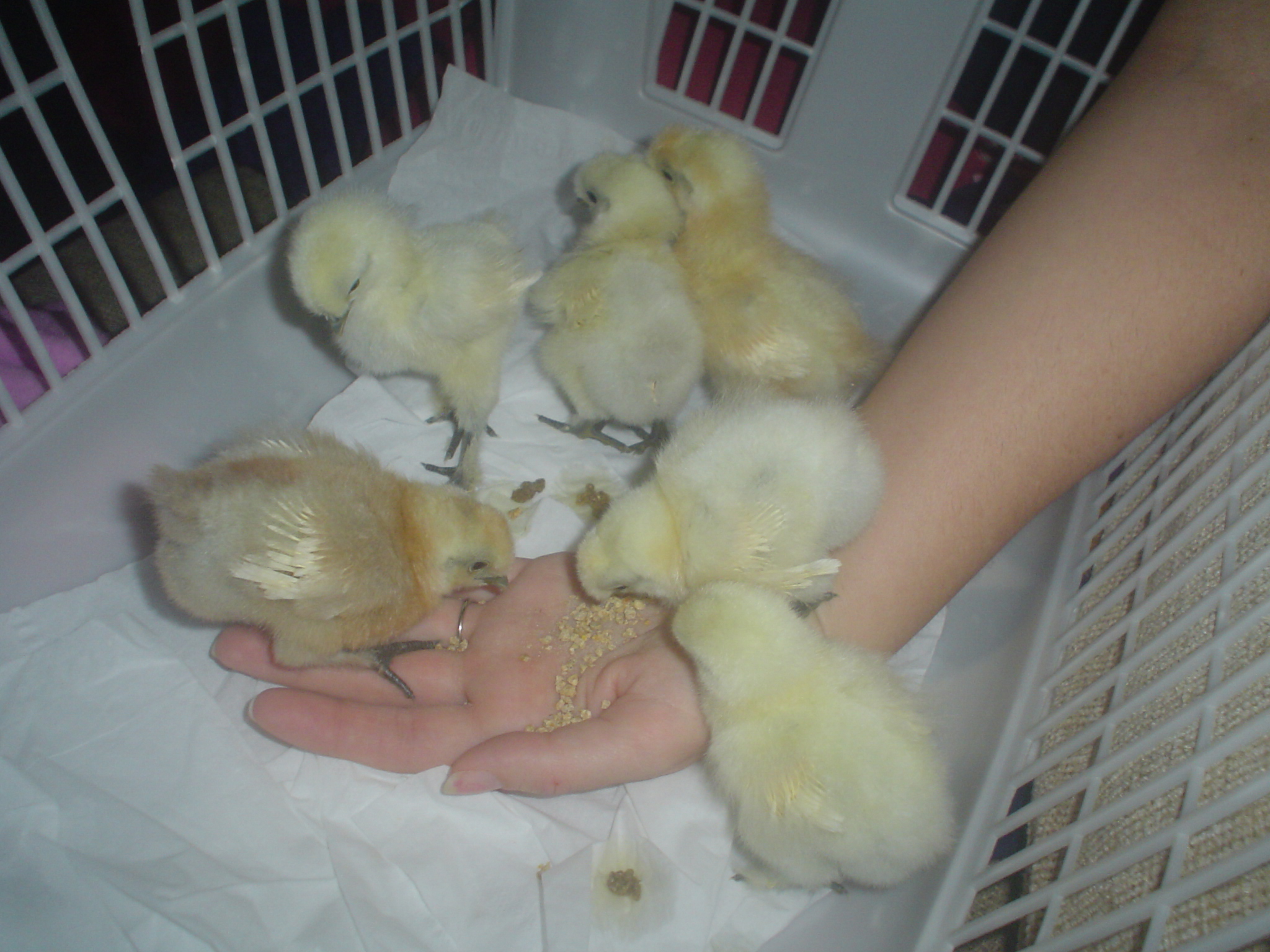 White Silkies