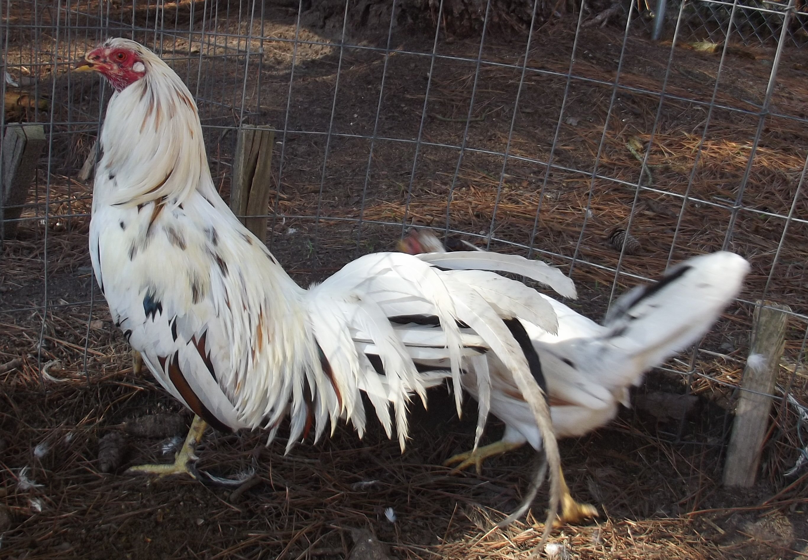 White Splash Kelso Game Pair.