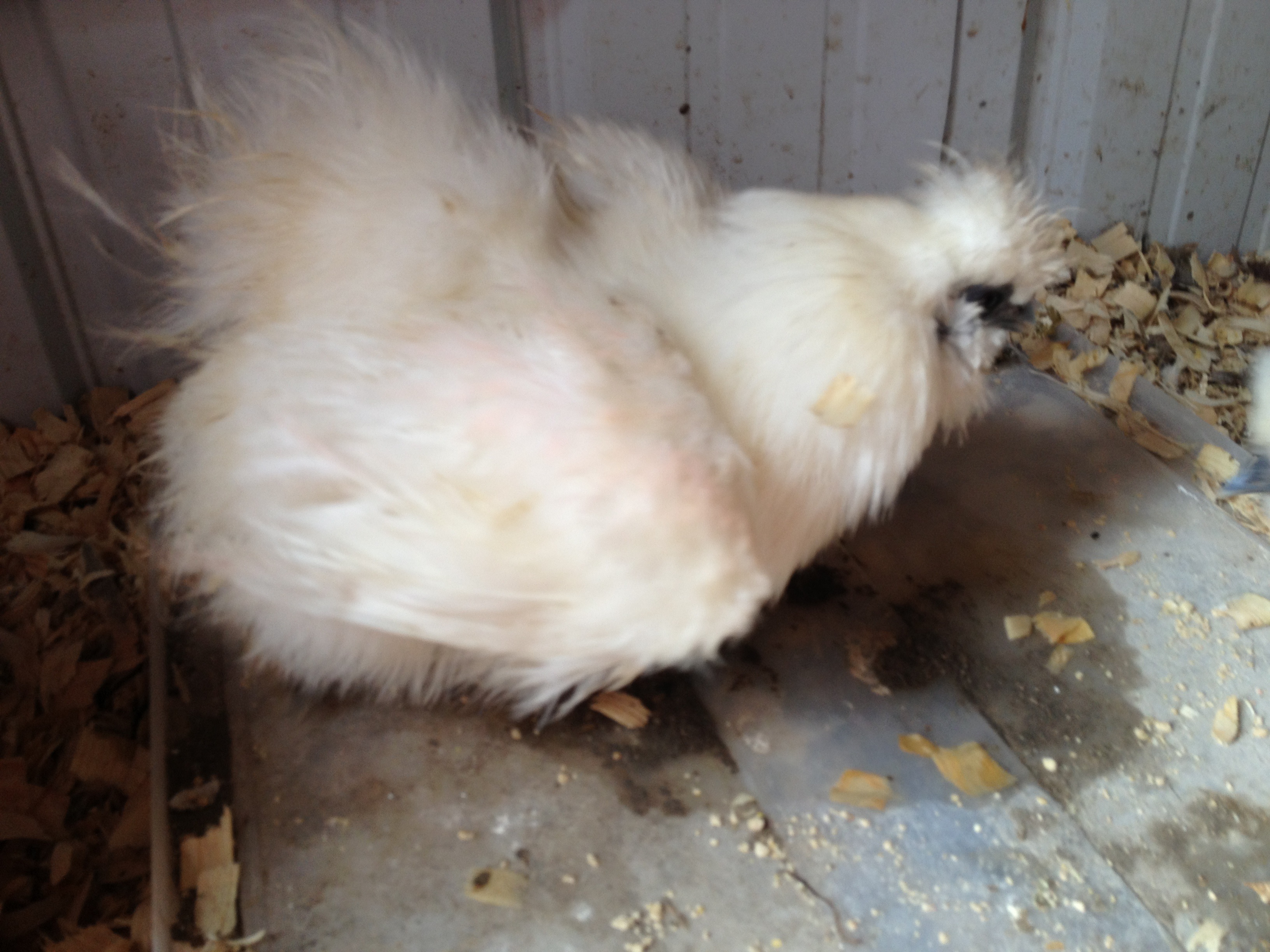 White sq silkie hen