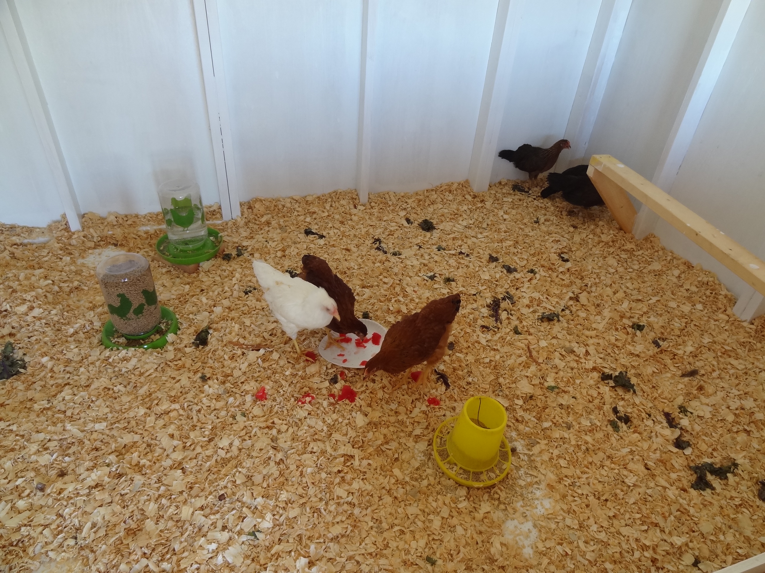 White Star, 2 Red Stars, 3 Brown Leghorns