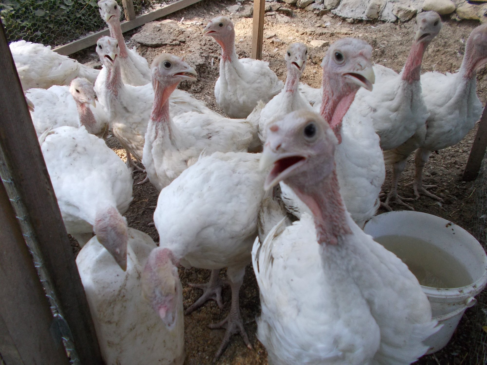 White turkeys