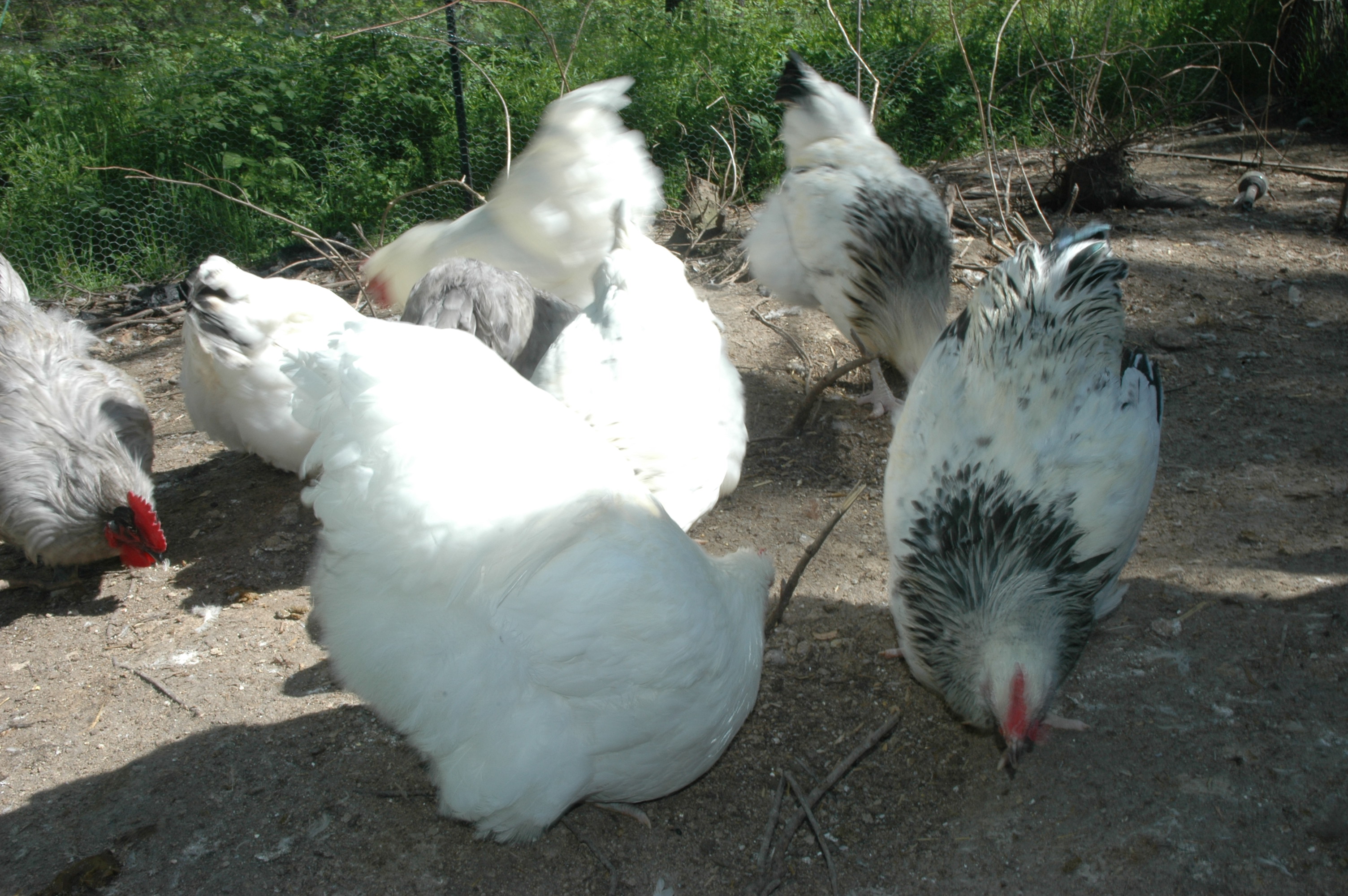 White, White Columbian, Lavender Orpington