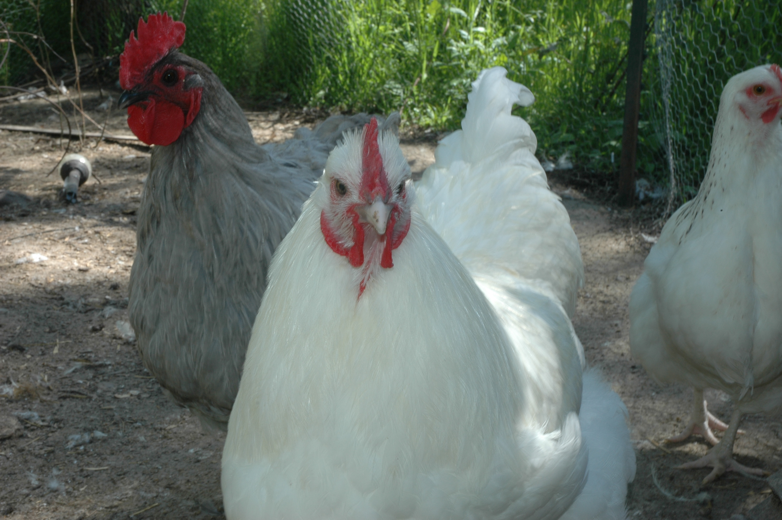 White, White Columbian, Lavender Orpington