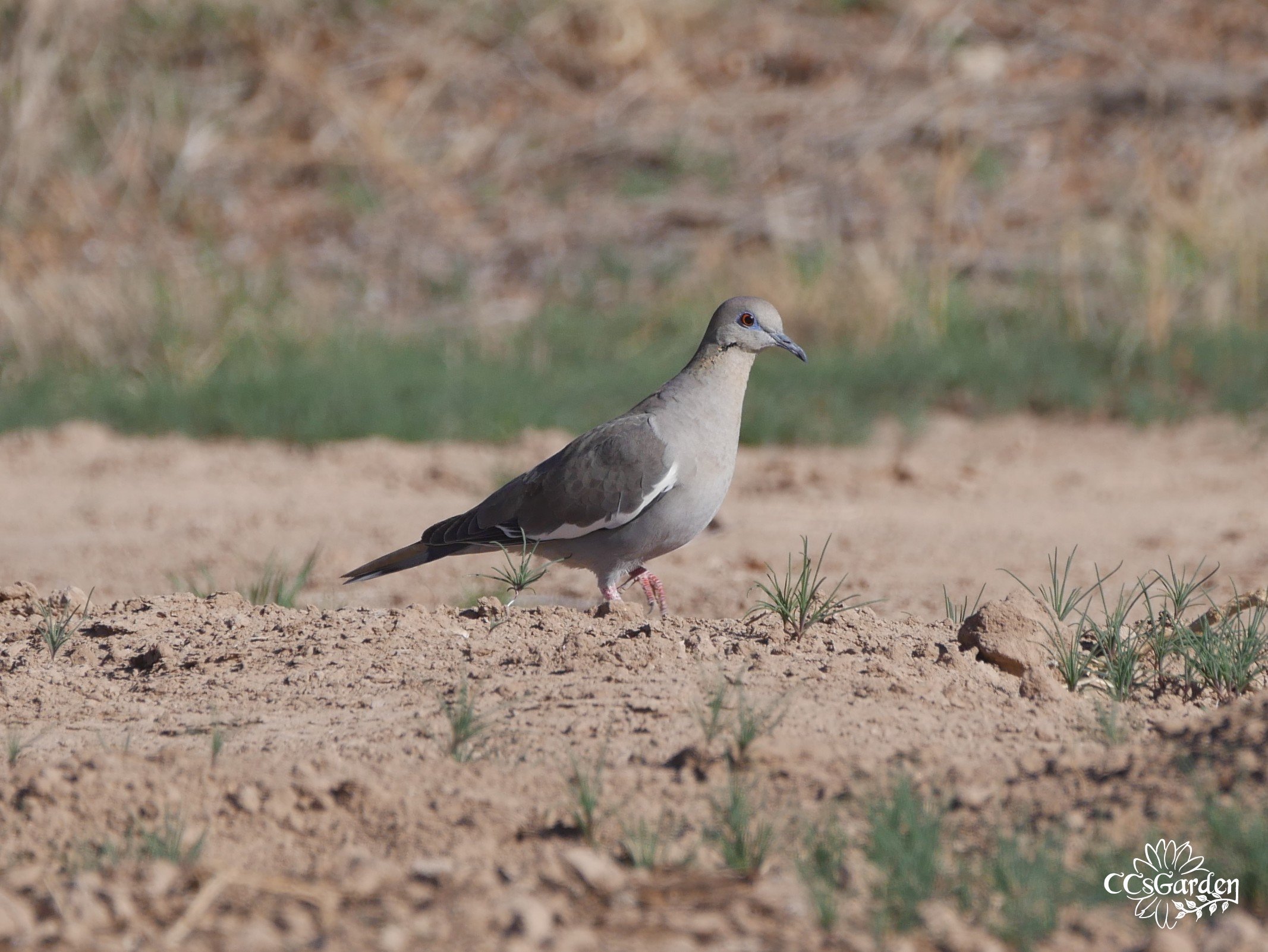 White winged dove