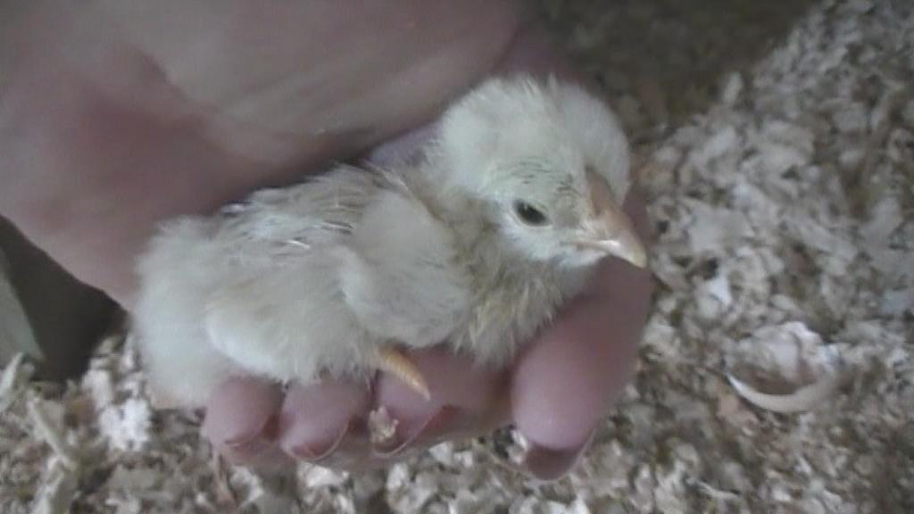 White Wyandotte -  hatched day 21 of the incubation period - my first time hatching (hatched by a broody hen)