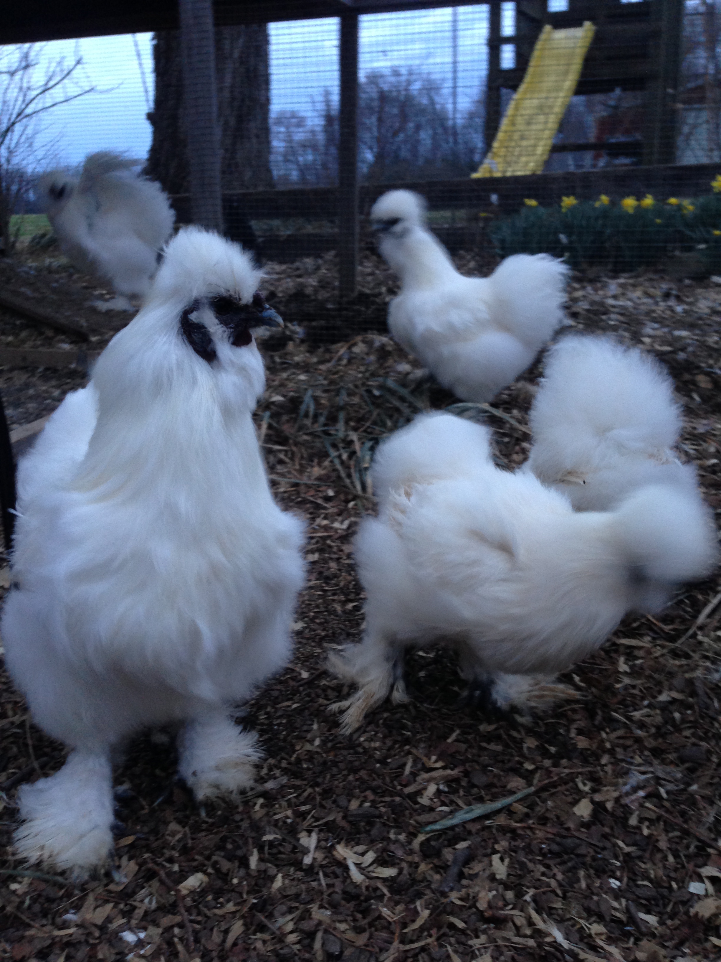 Whites out for a stroll.