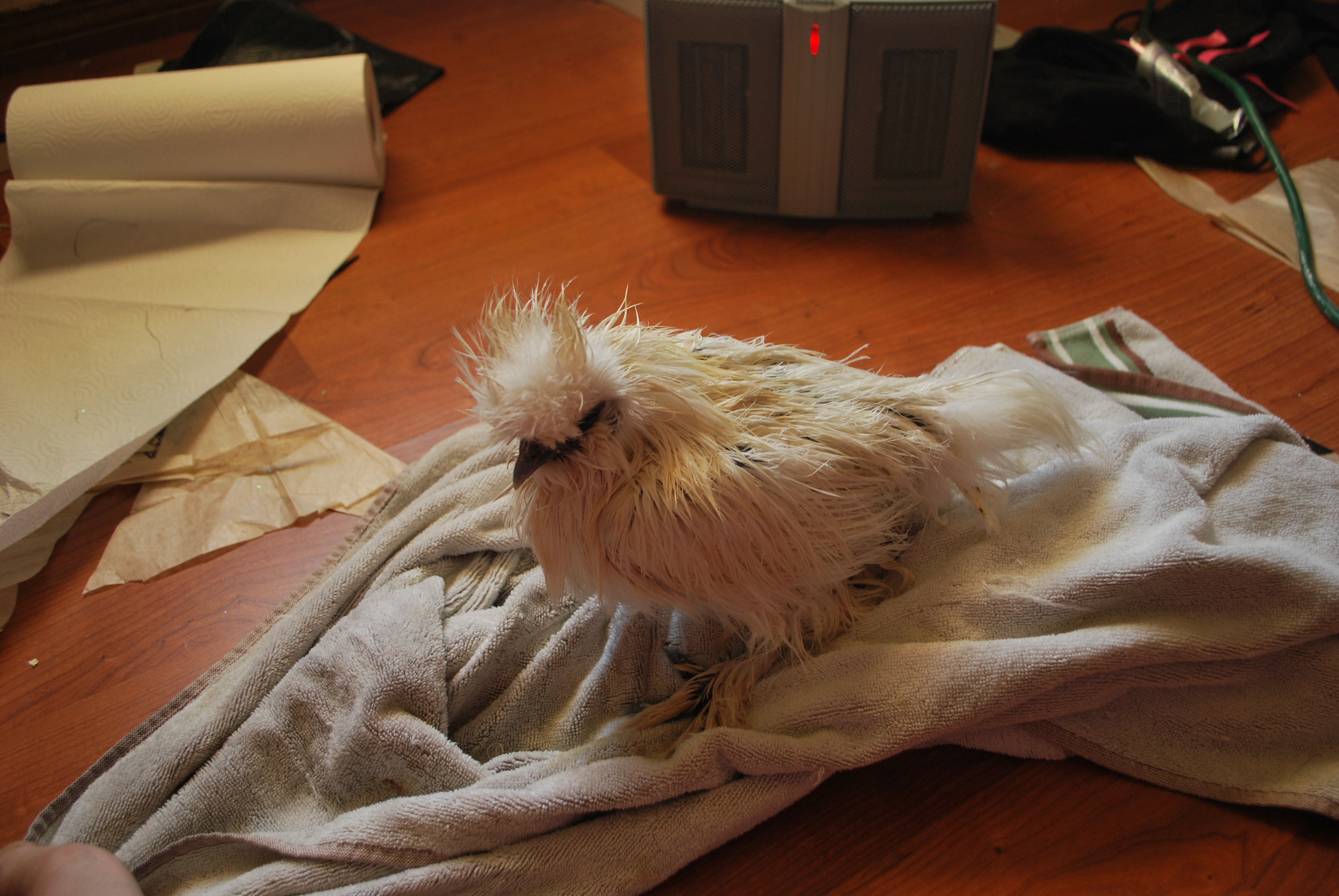 Whitey, after a bath
