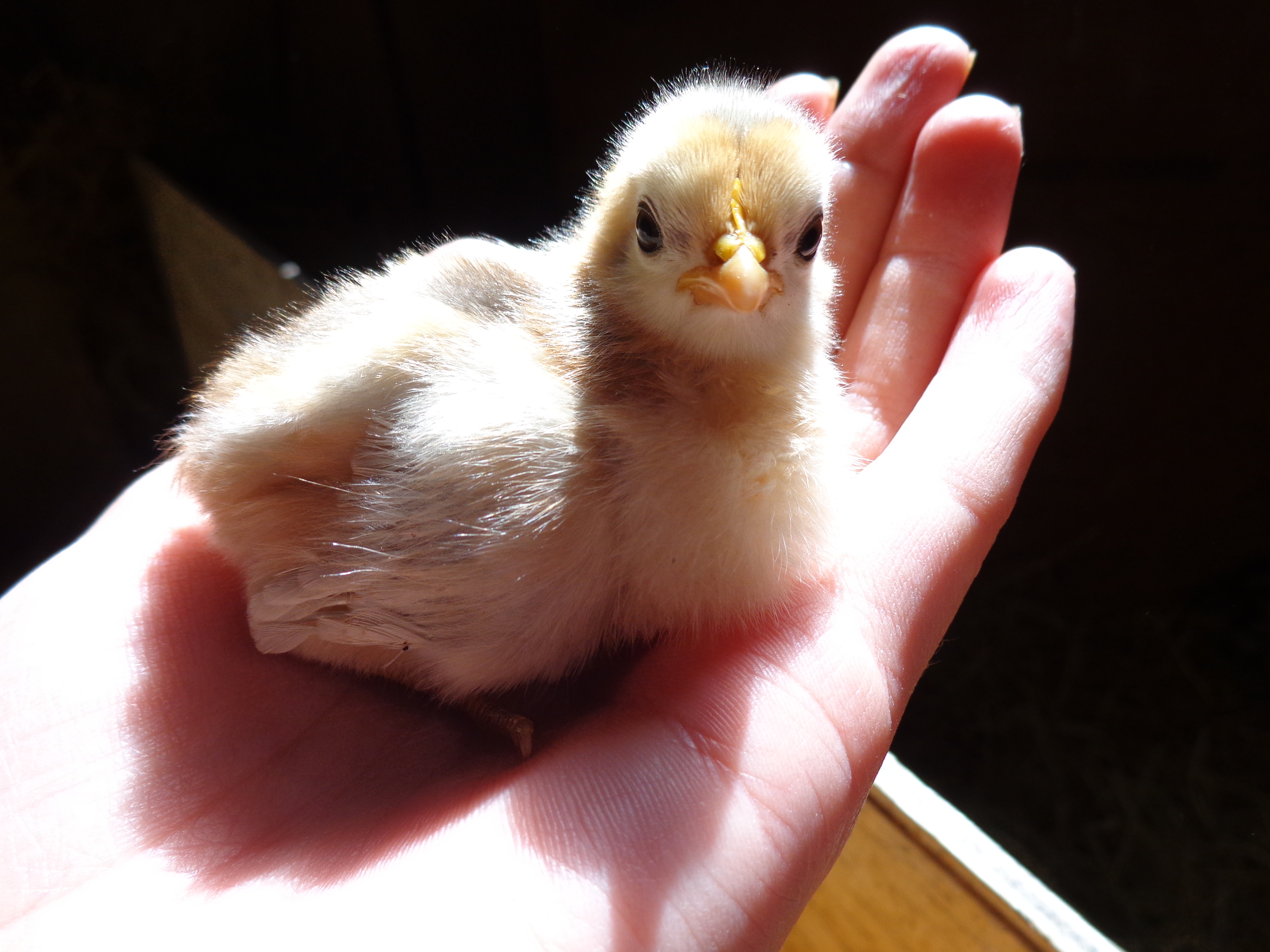 Whitey here. Who has turned out to be a rooster. :)