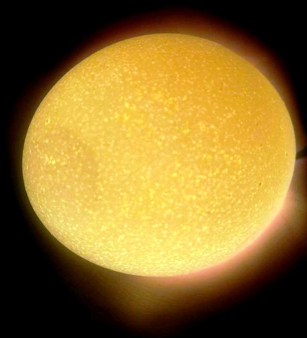 Whitey's candled egg