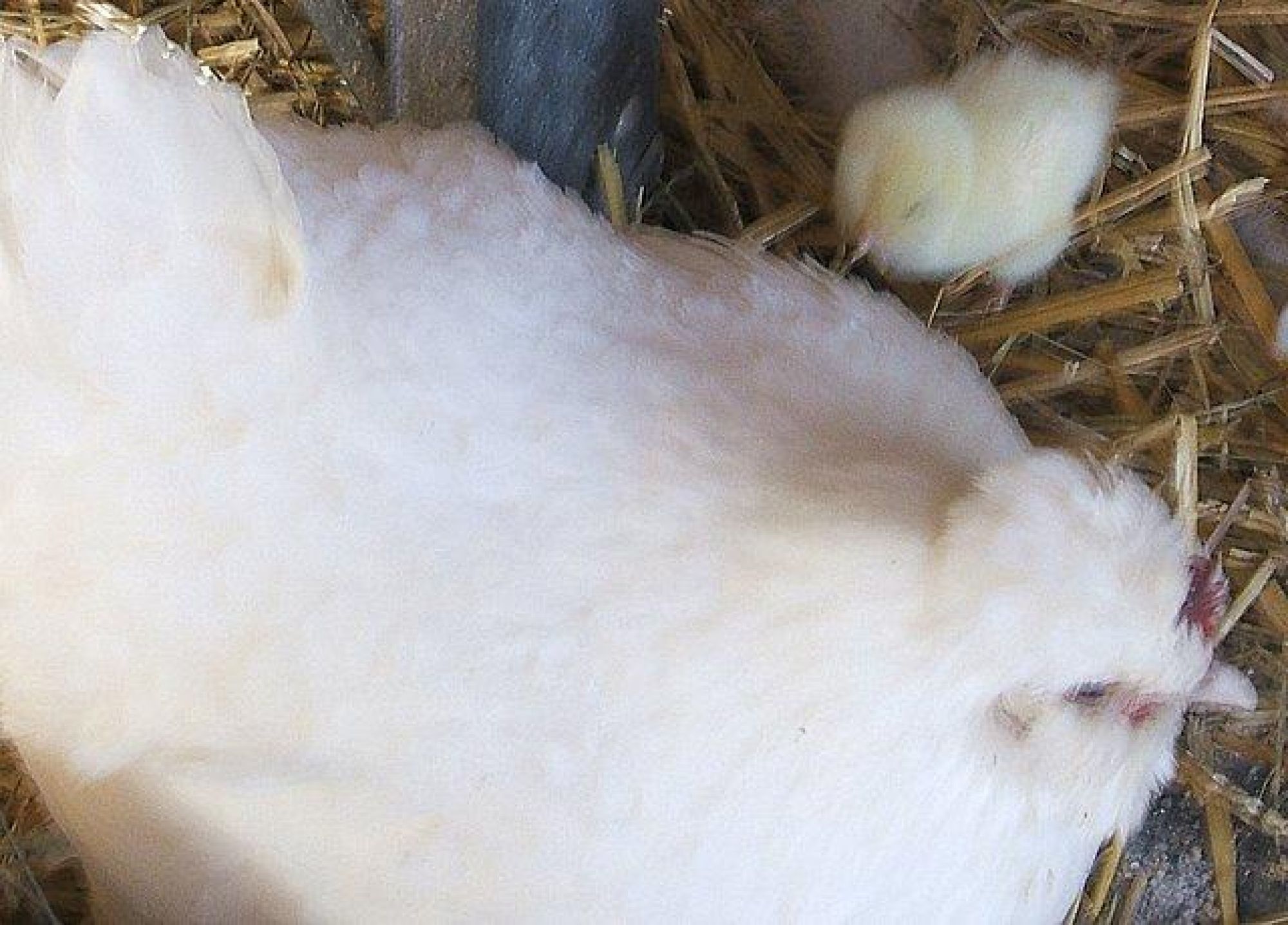 Whitie and her first chick.