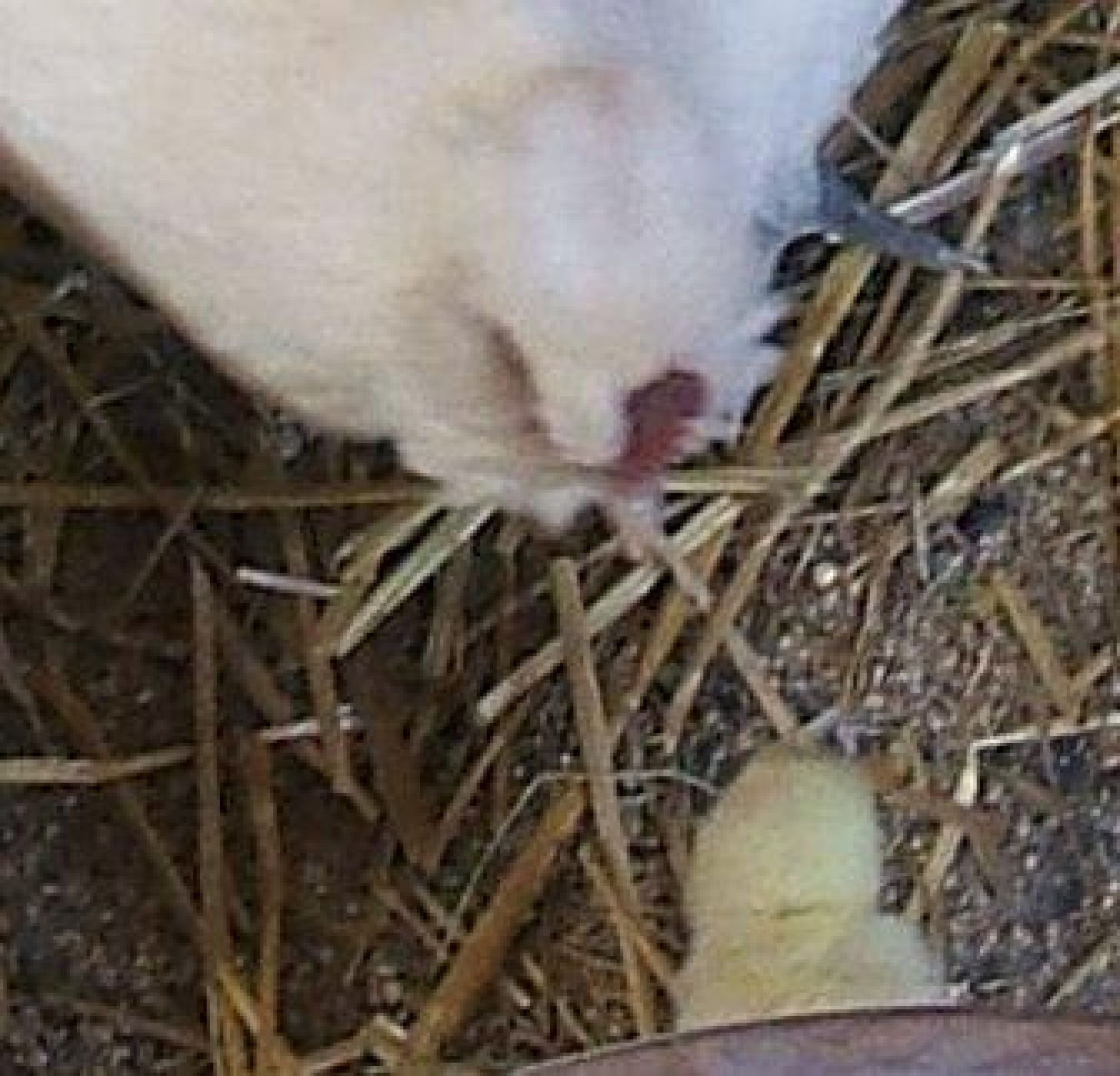 Whitie the hen is helping a little chick pick food.