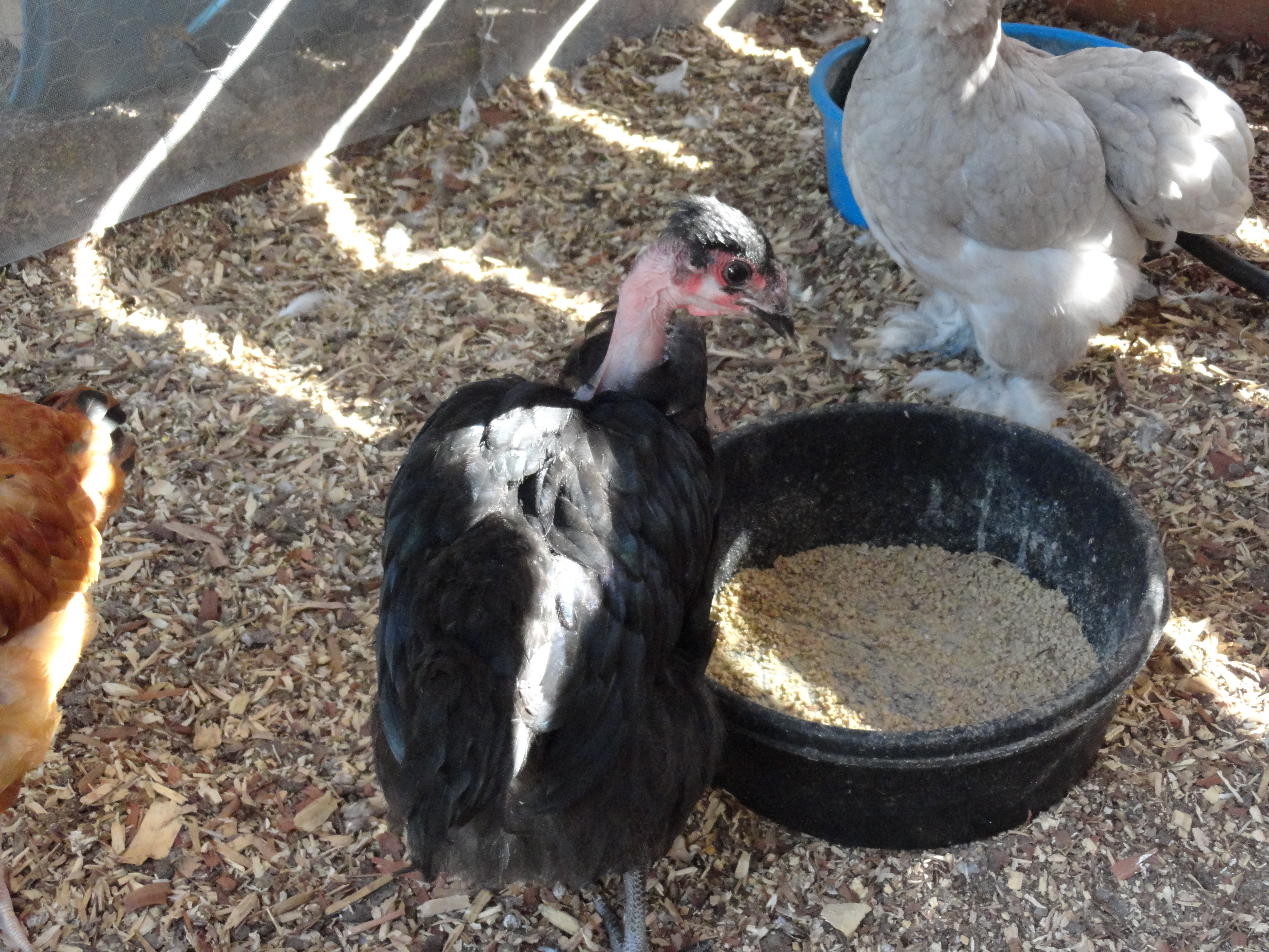 Whitney the NN & the token Silkie, "Token"