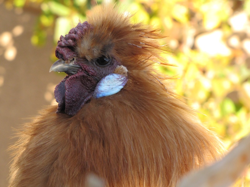 Whittni's pic of taco