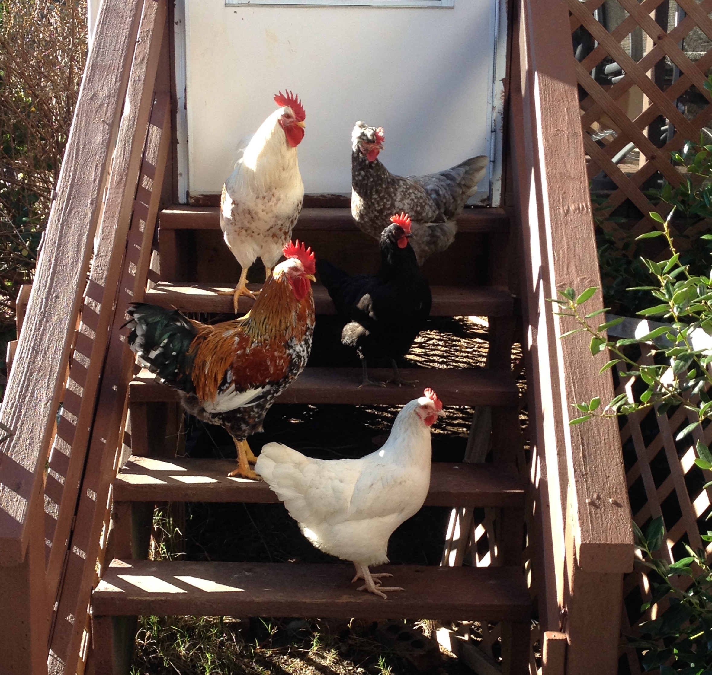 Who says we can't come in?

Photo bombing Isbar, SFH wannabe, in the picture too