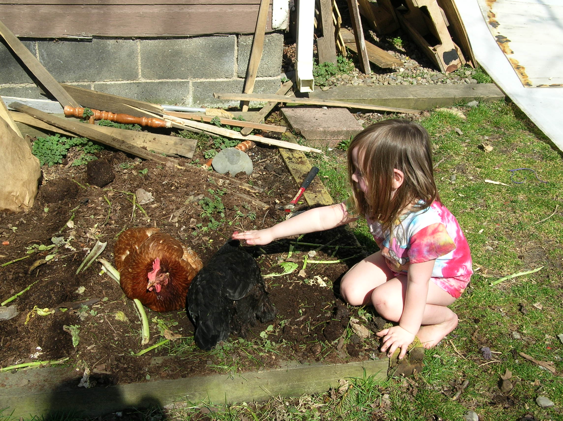Who wants to dust bathe in compost?  Chickens, that's who!