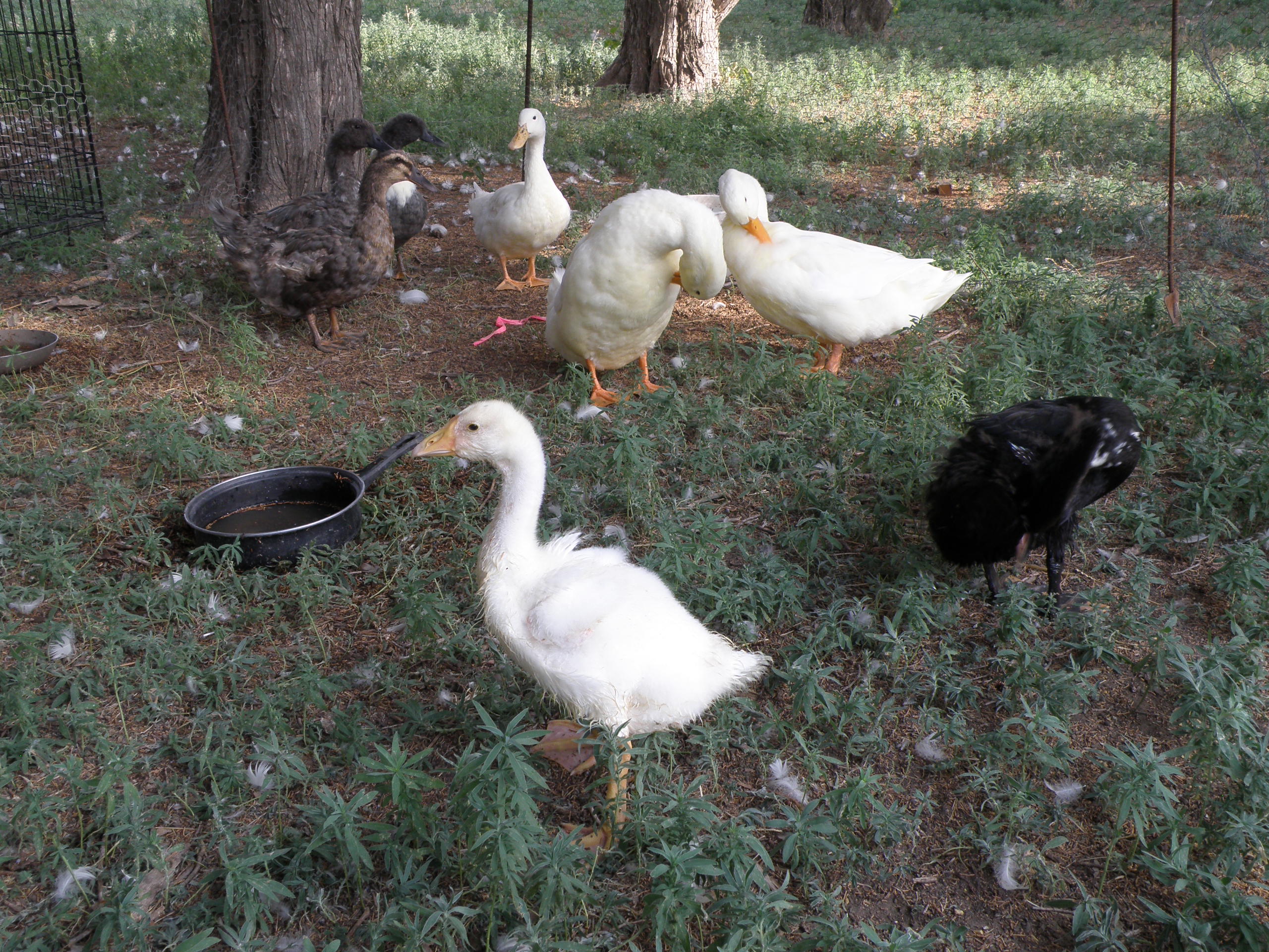 Whole flock.