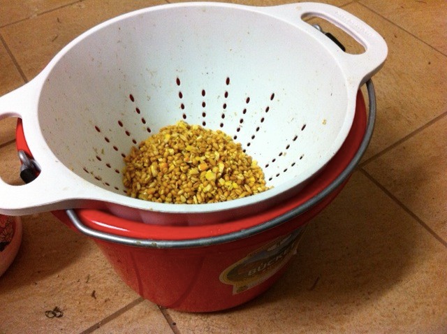 Whole grains draining into carry bucket