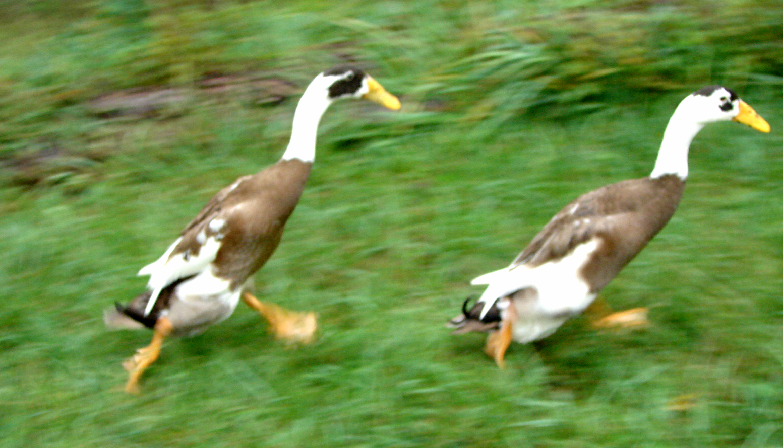 Why are you running, Indigo?  'Cause I think we can escape and then she won't catch us and hold us!  Run!  Ok!  I'm following you!