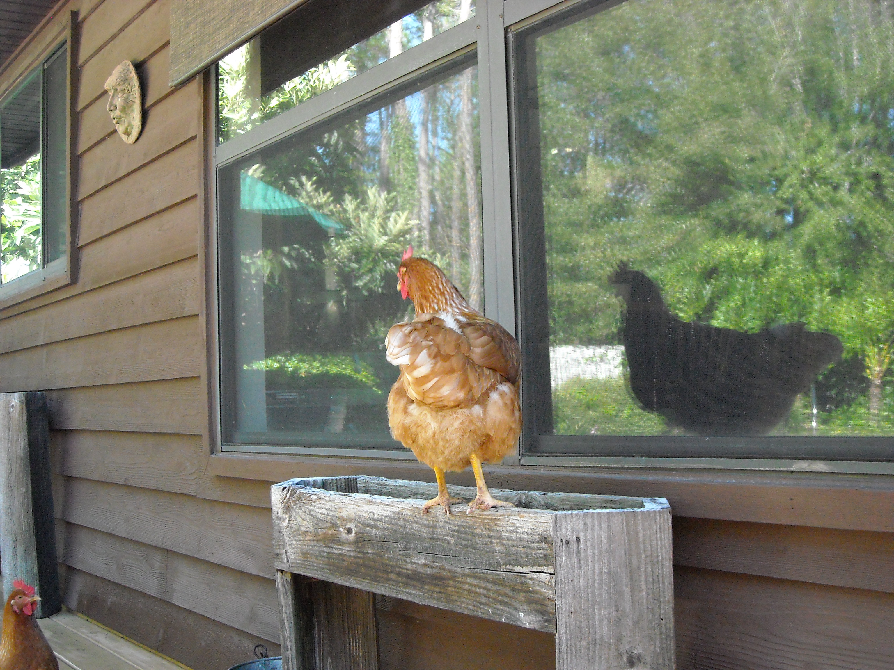 Why can't chickens just go off and be chickens instead of harassing us in the house?