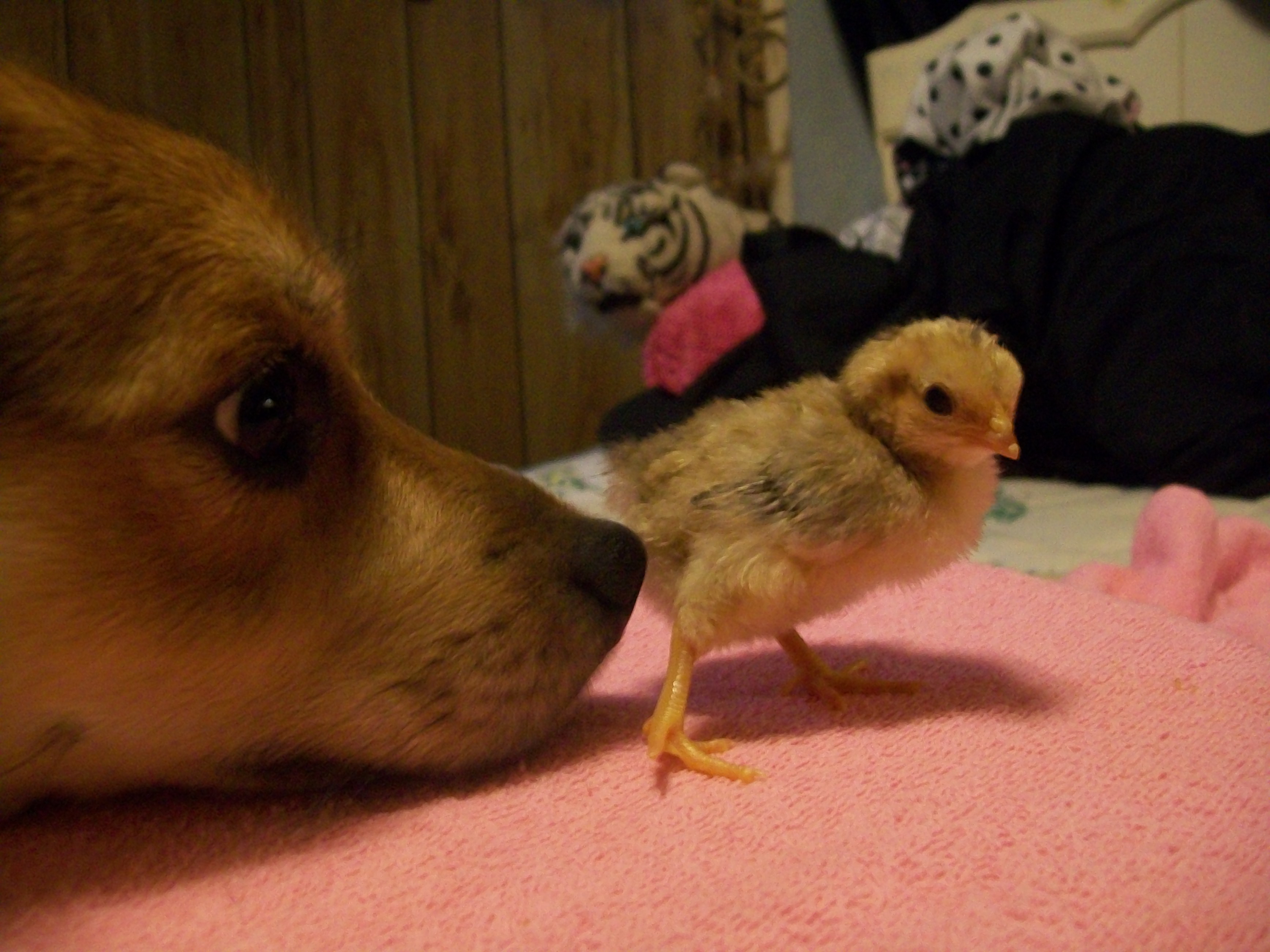 Why chicken nugget walking away????