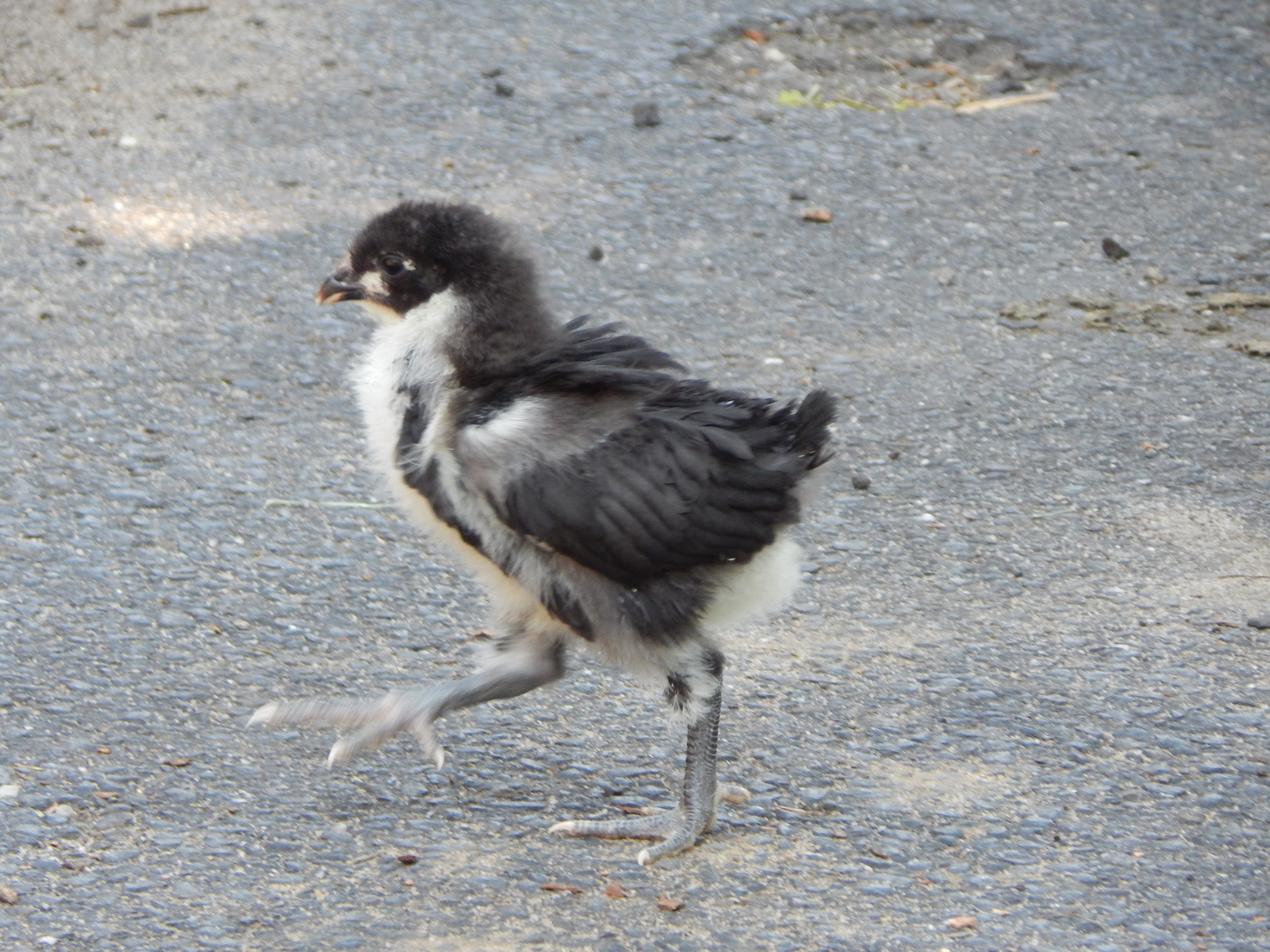 why did the chicken cross the road...
