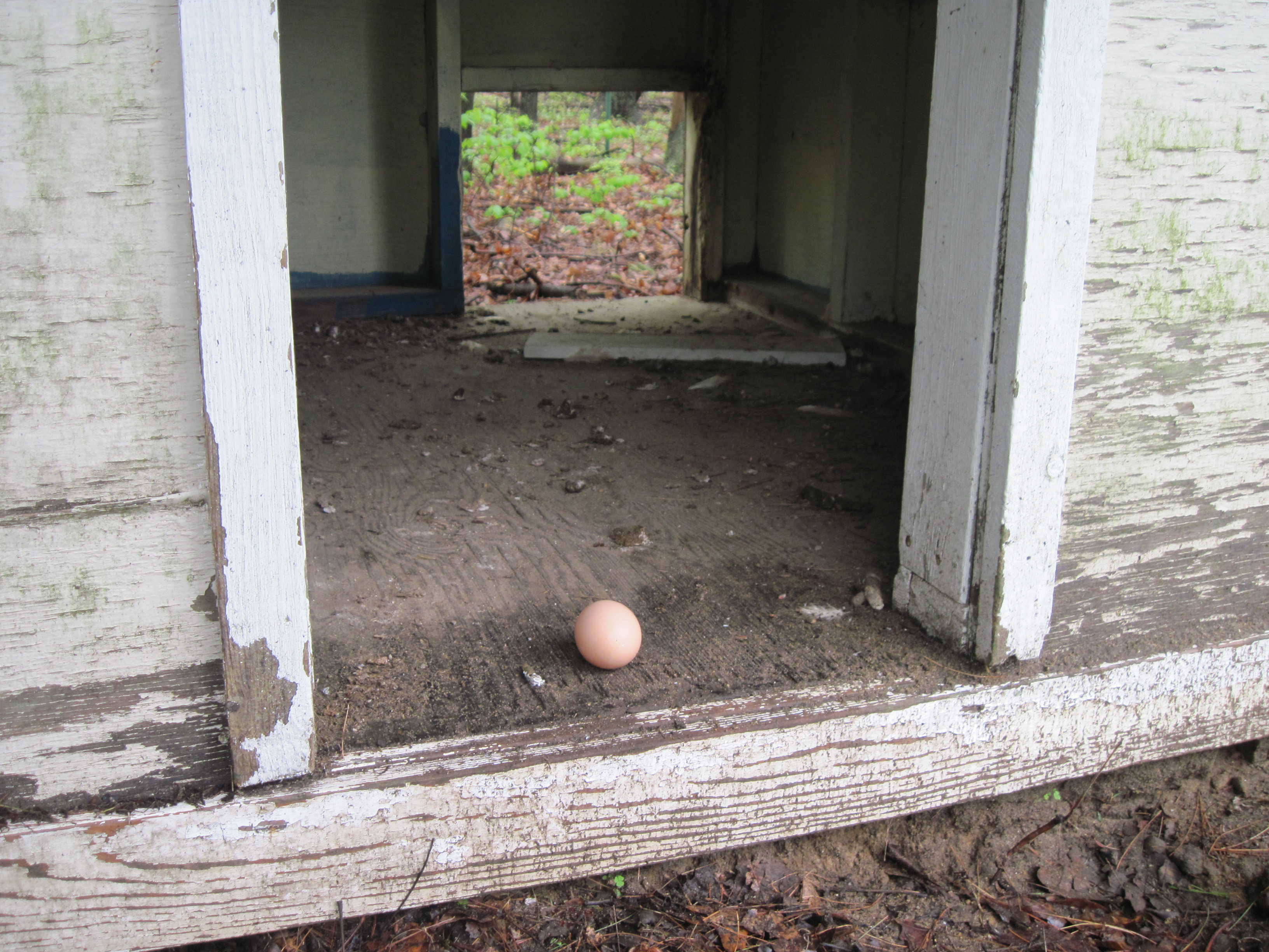 Why do they lay their eggs everywhere!?
