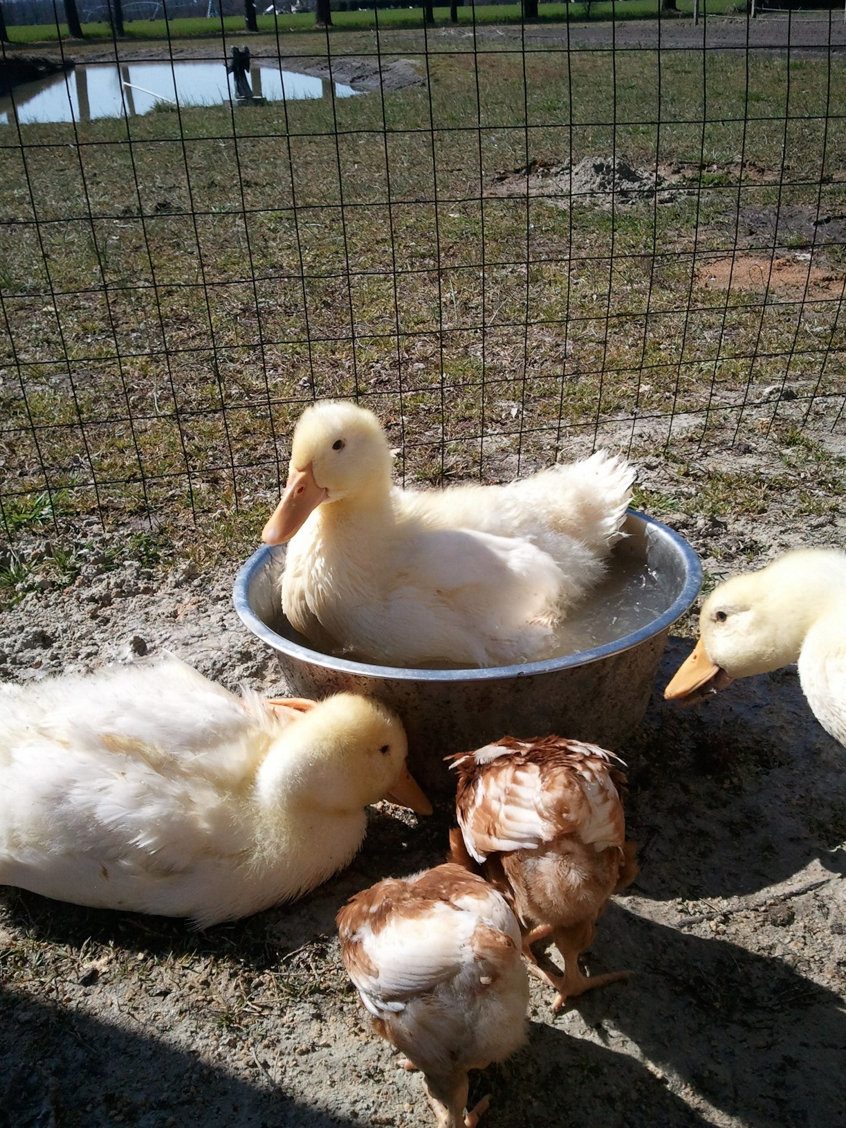 Why drink it when I can sit in it !