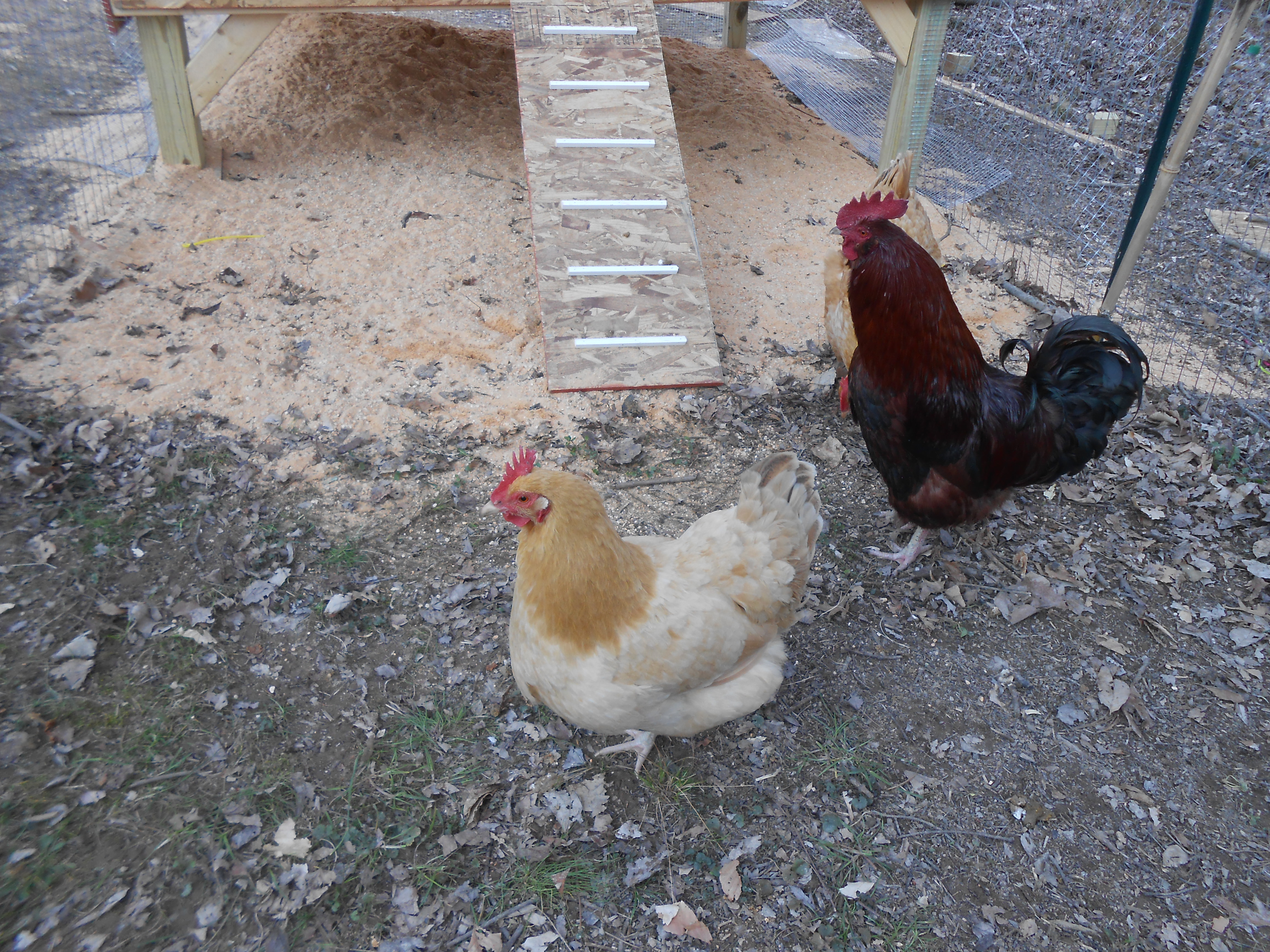 "Why, I think, I think, there's birds in there!"