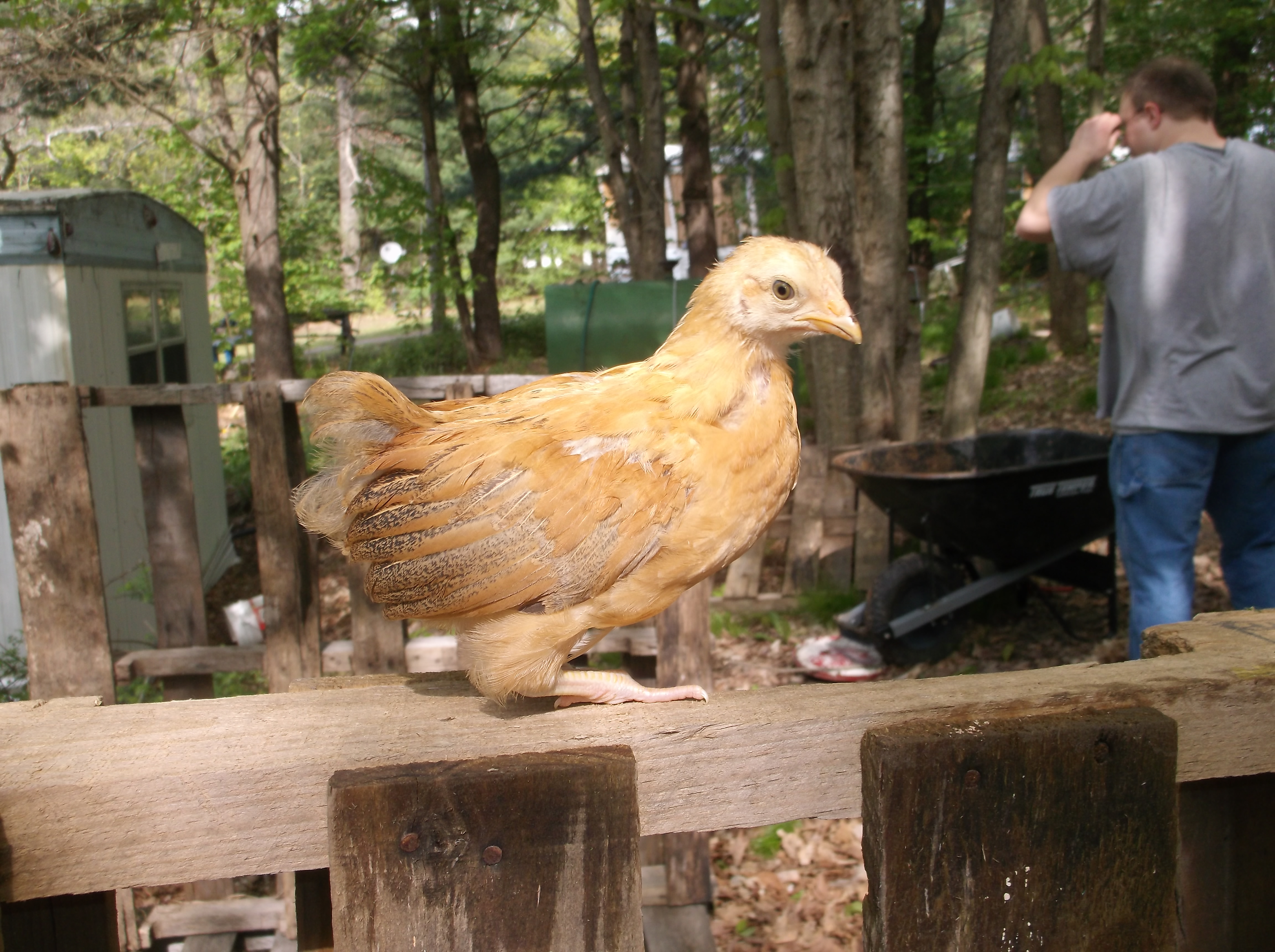 why isn't my new coop finished yet???
