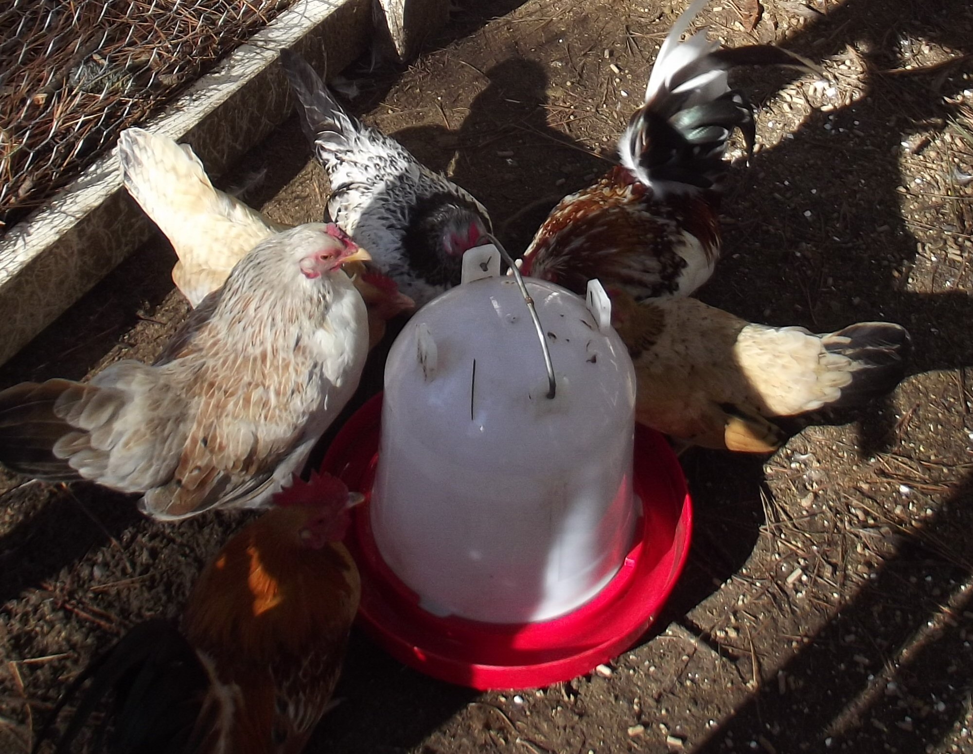 Why must they act like they've never had water before?