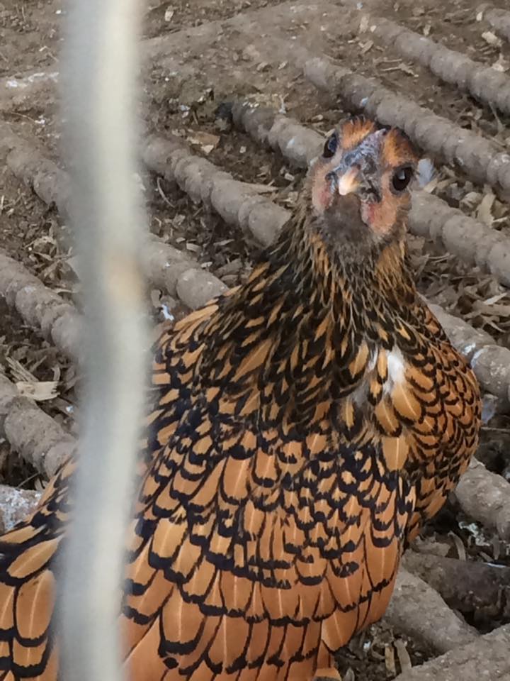 "Wicked chickens make deviled eggs"