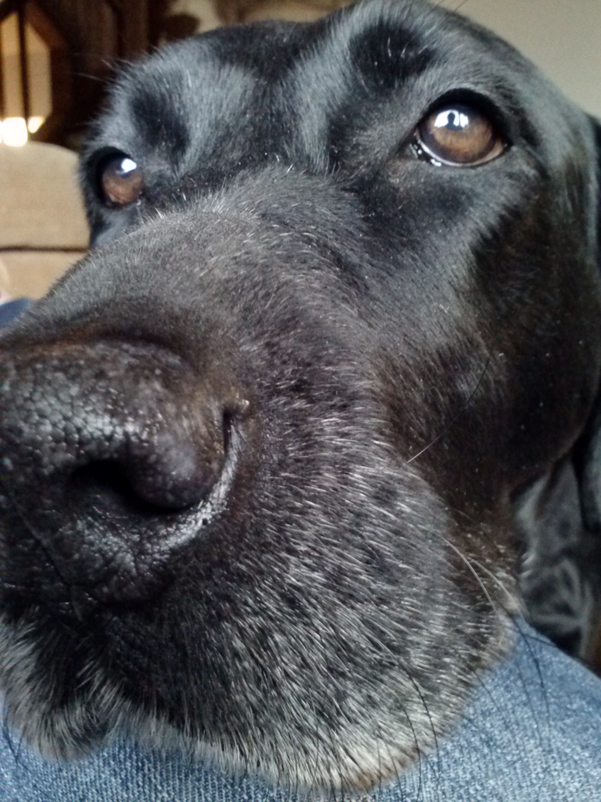 Widow, the bird dog;)