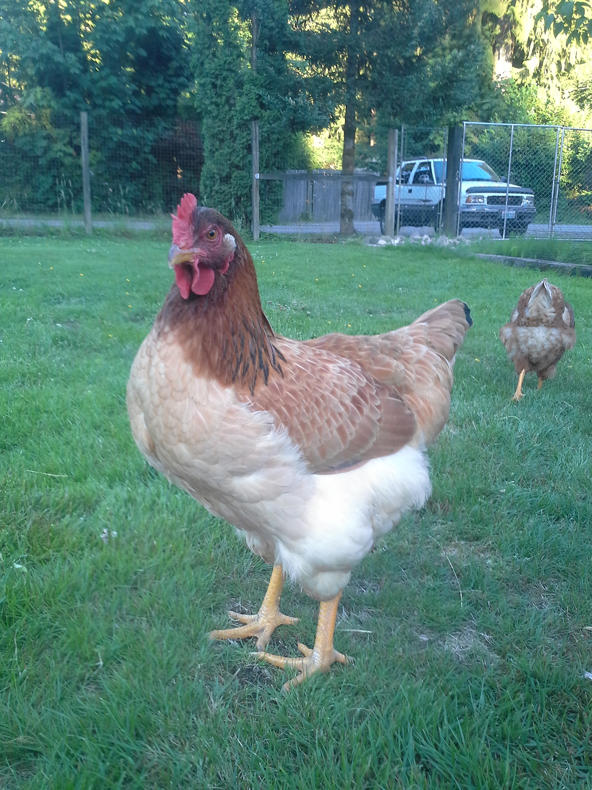Wilamena
Dixie Rainbow