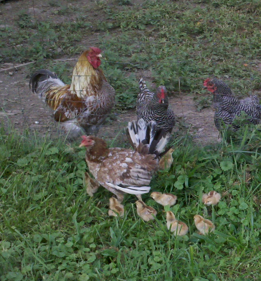 Wild Chicken and chicks with other chickens