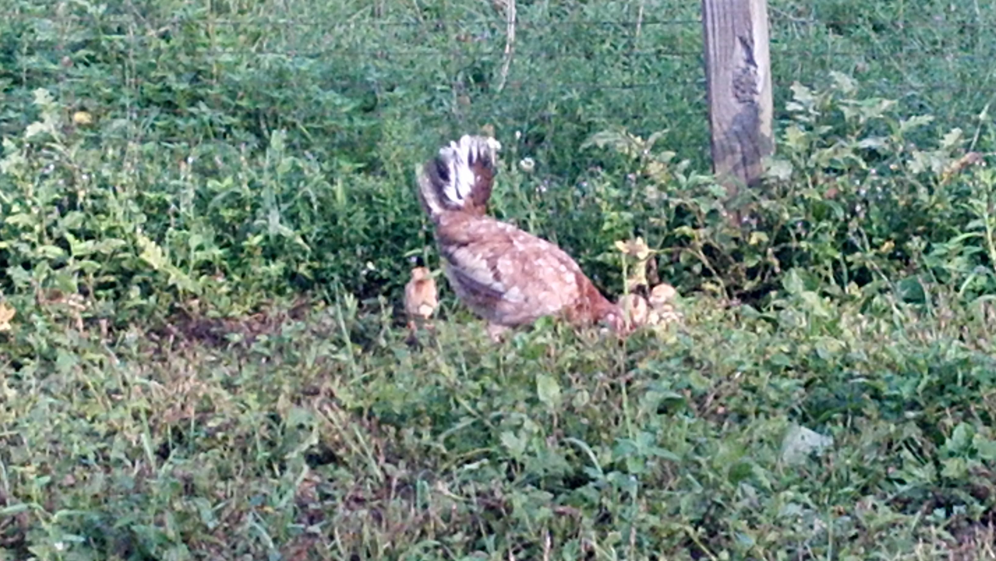Wild Chicken and chicks