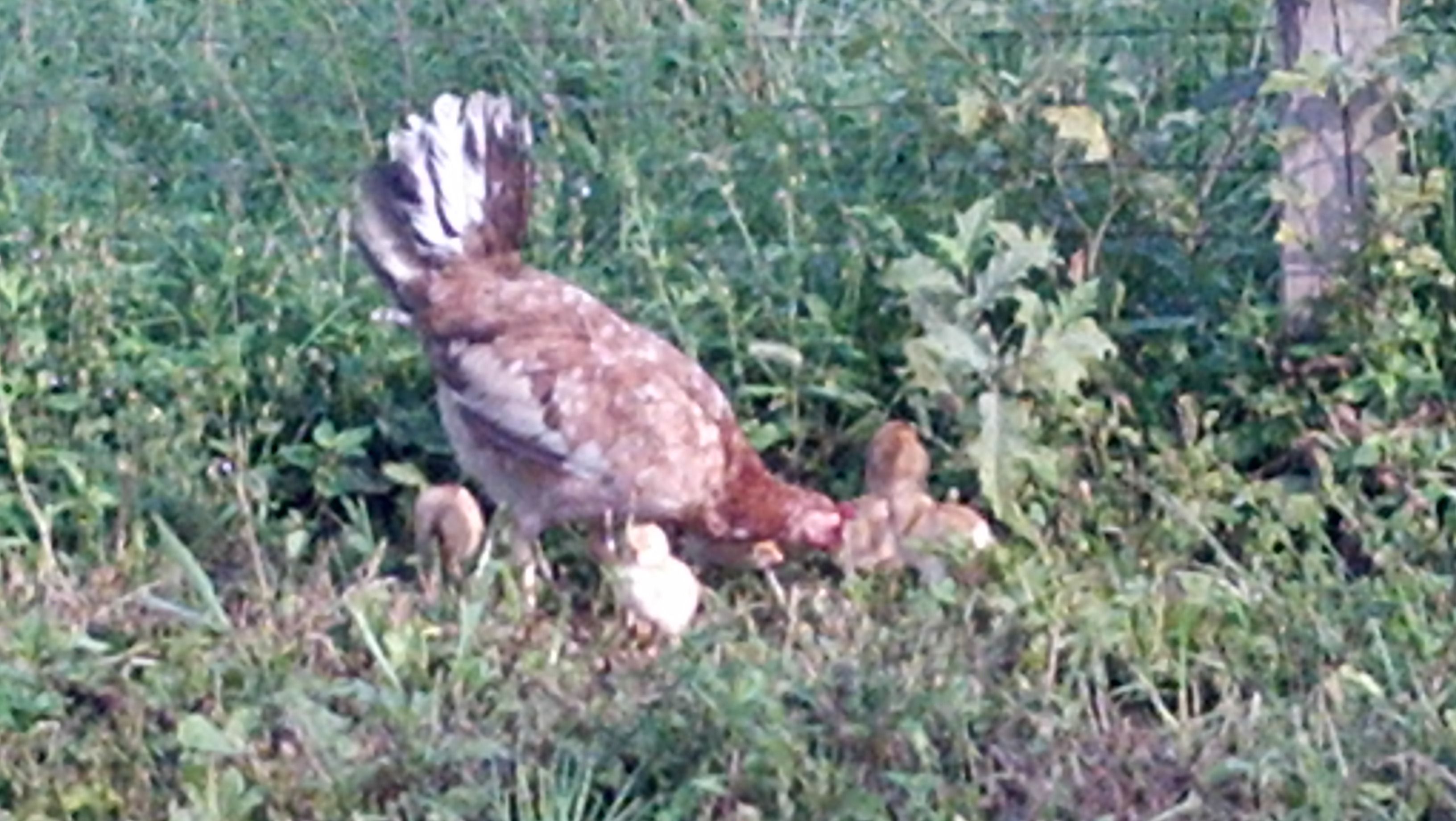 Wild Chicken and chicks