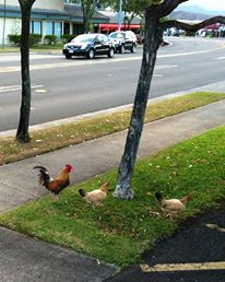 Wild Chicken Family