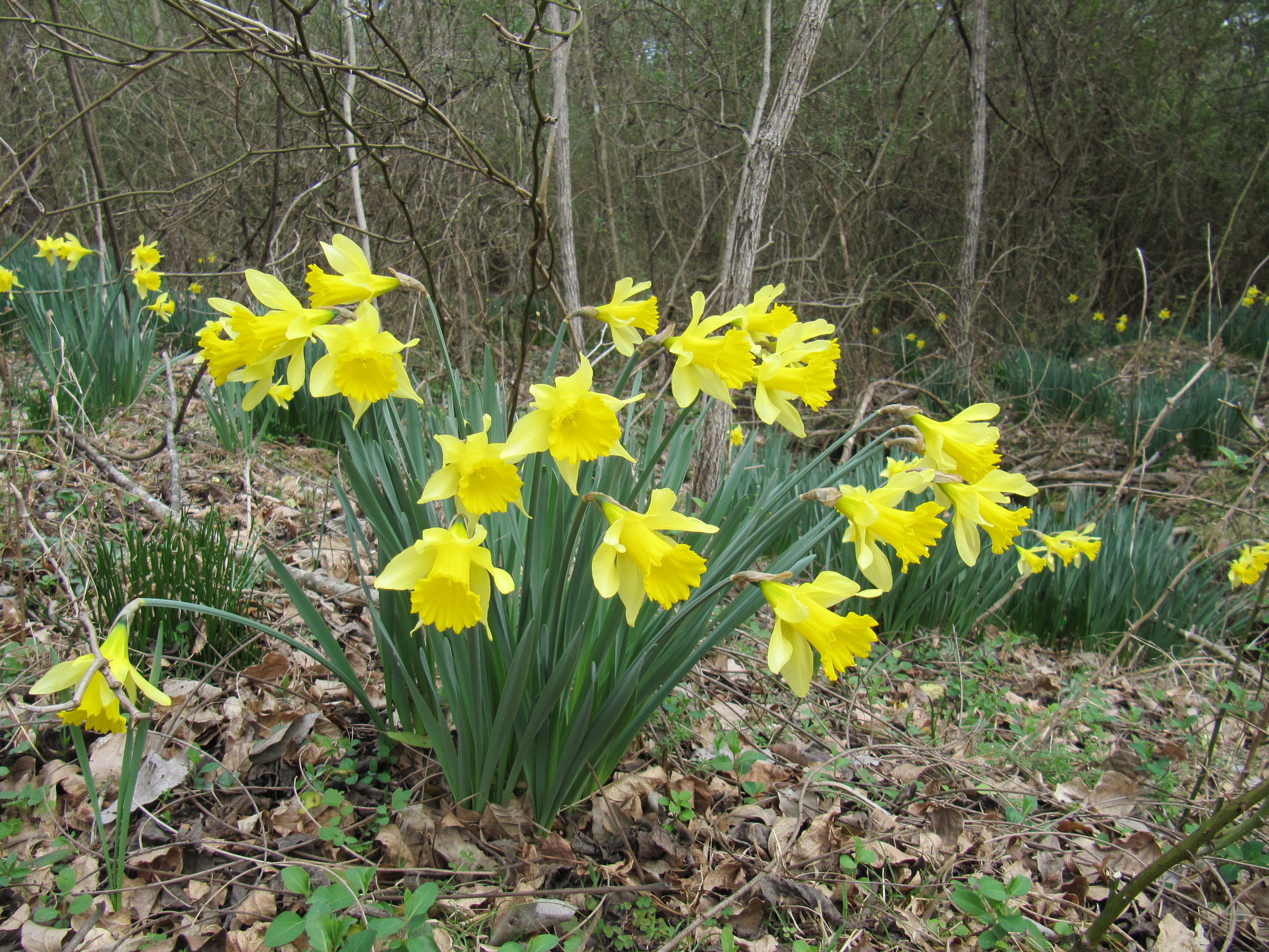 Wild daffodils
