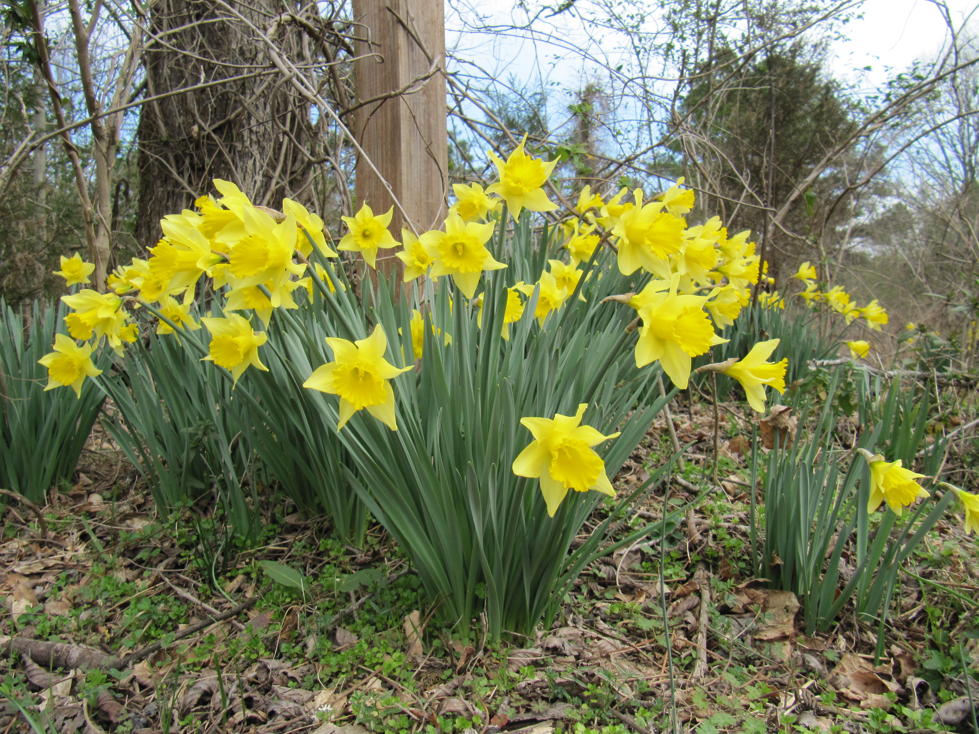 wild daffodils