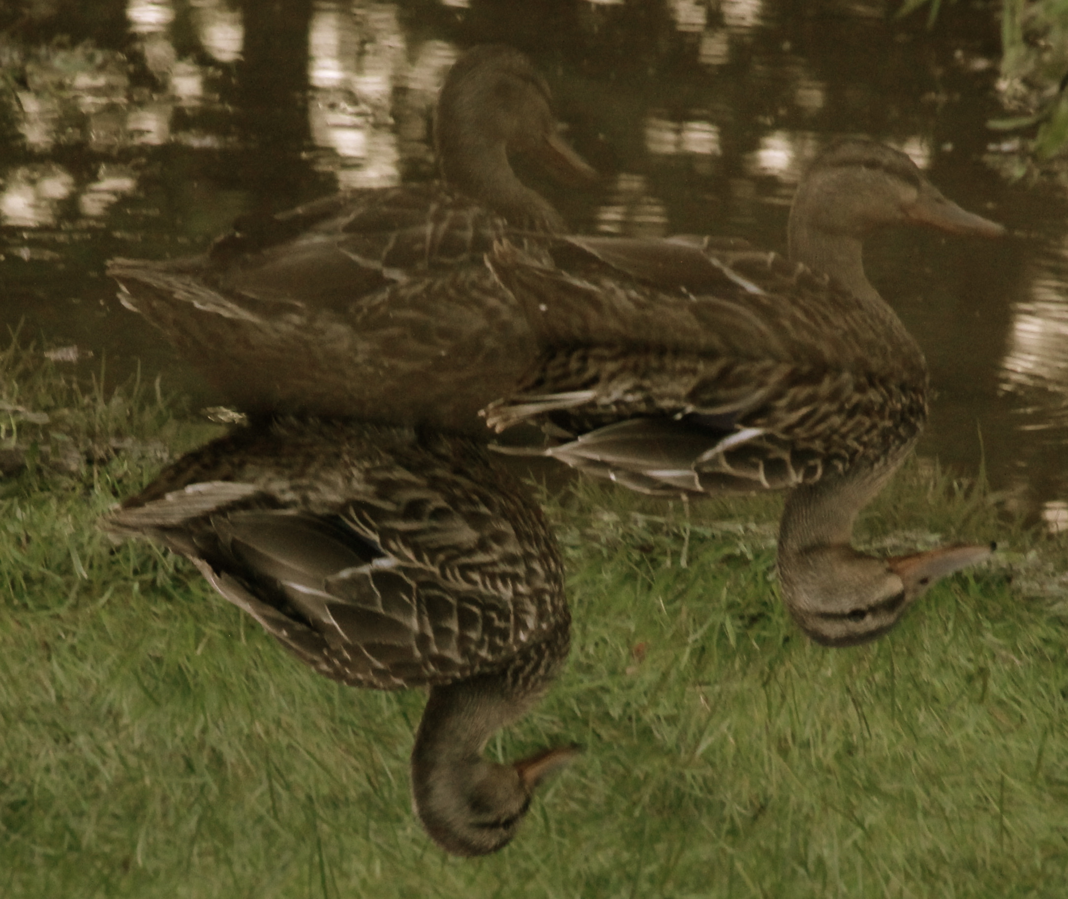 Wild mallard ducks - reflection