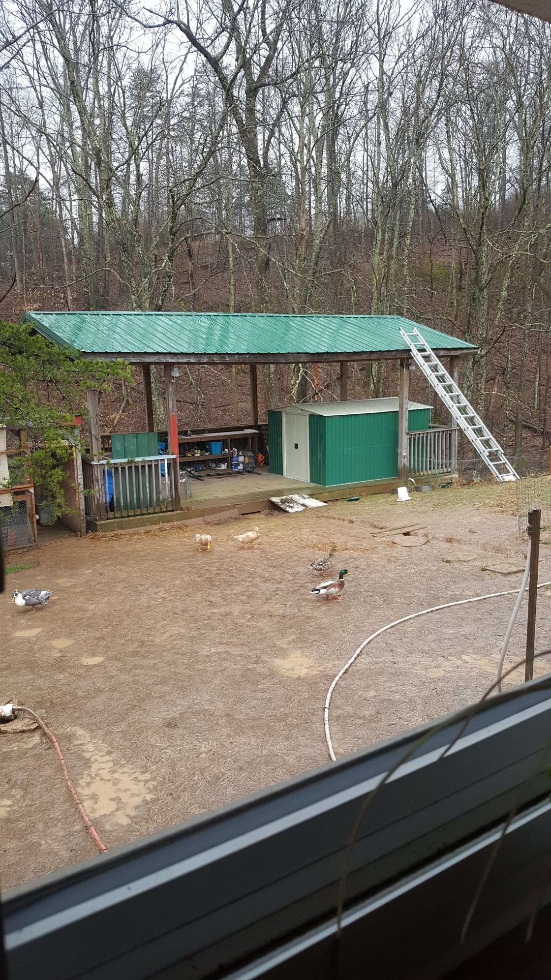 Wild Mallard Ducks visiting domestic ducks