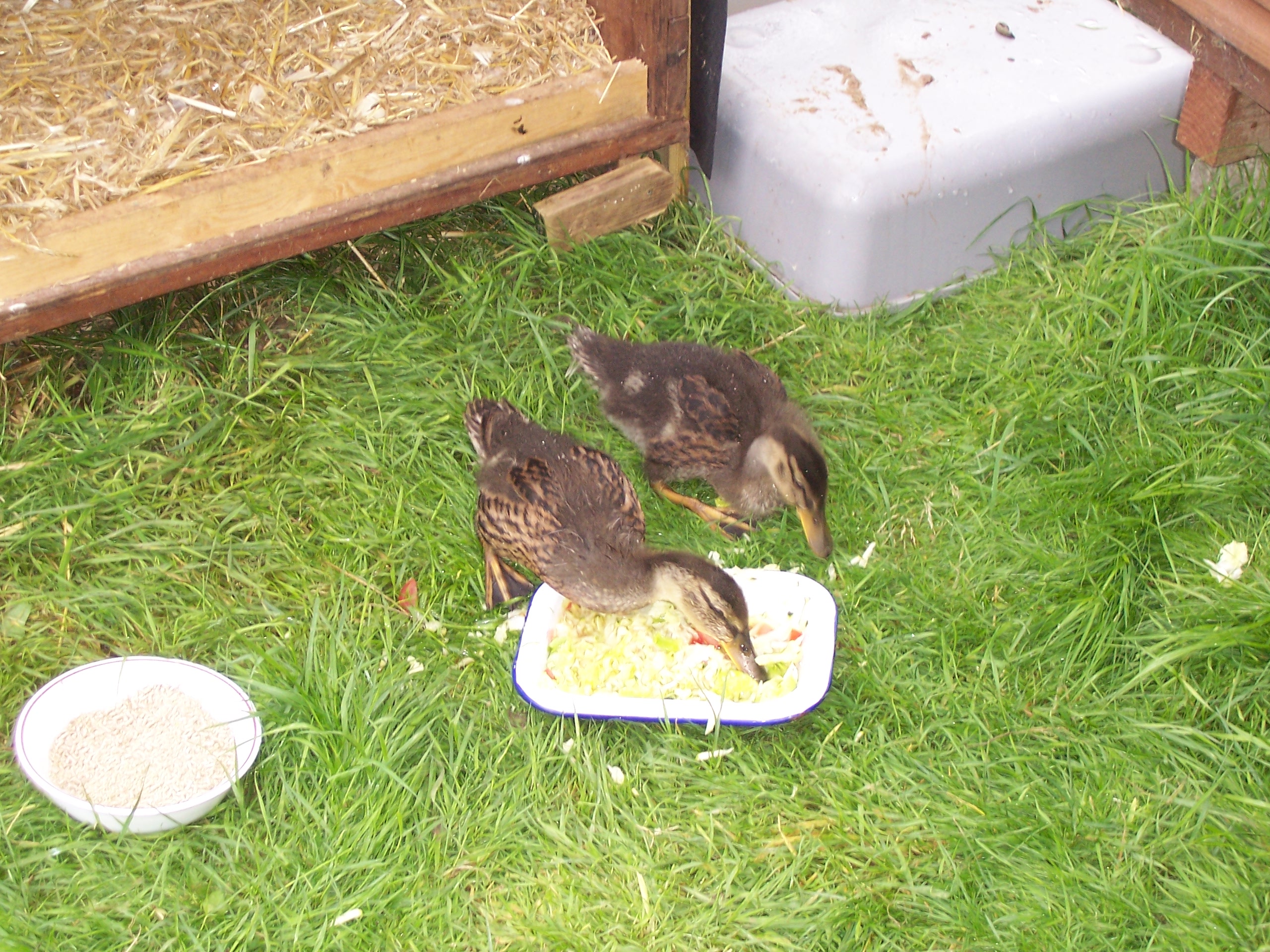 wild mallards we raised