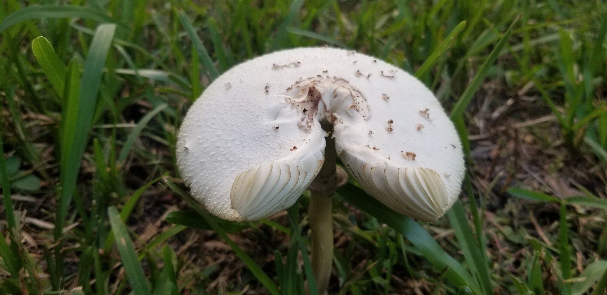 Wild mushroom