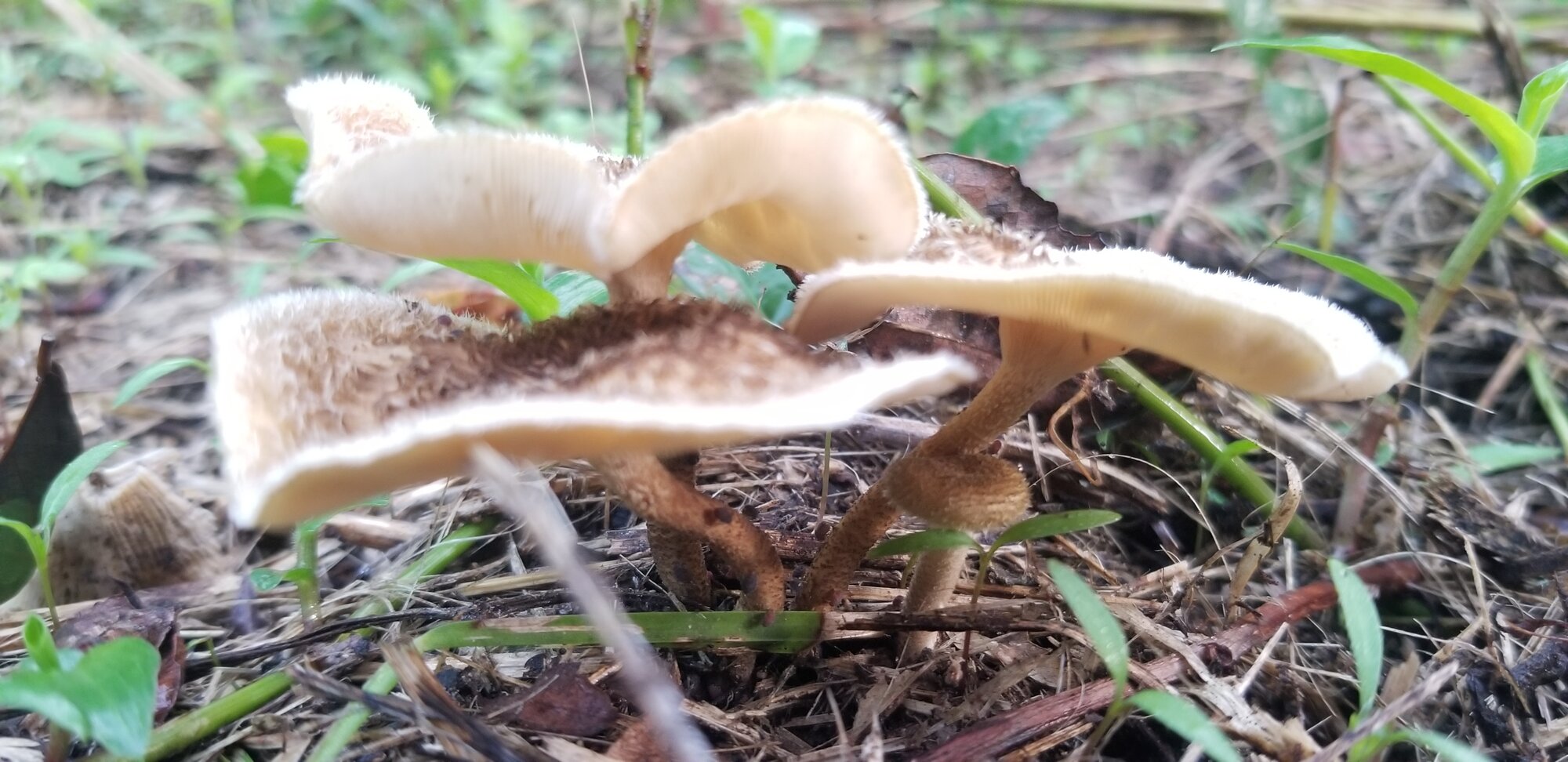 Wild mushroom