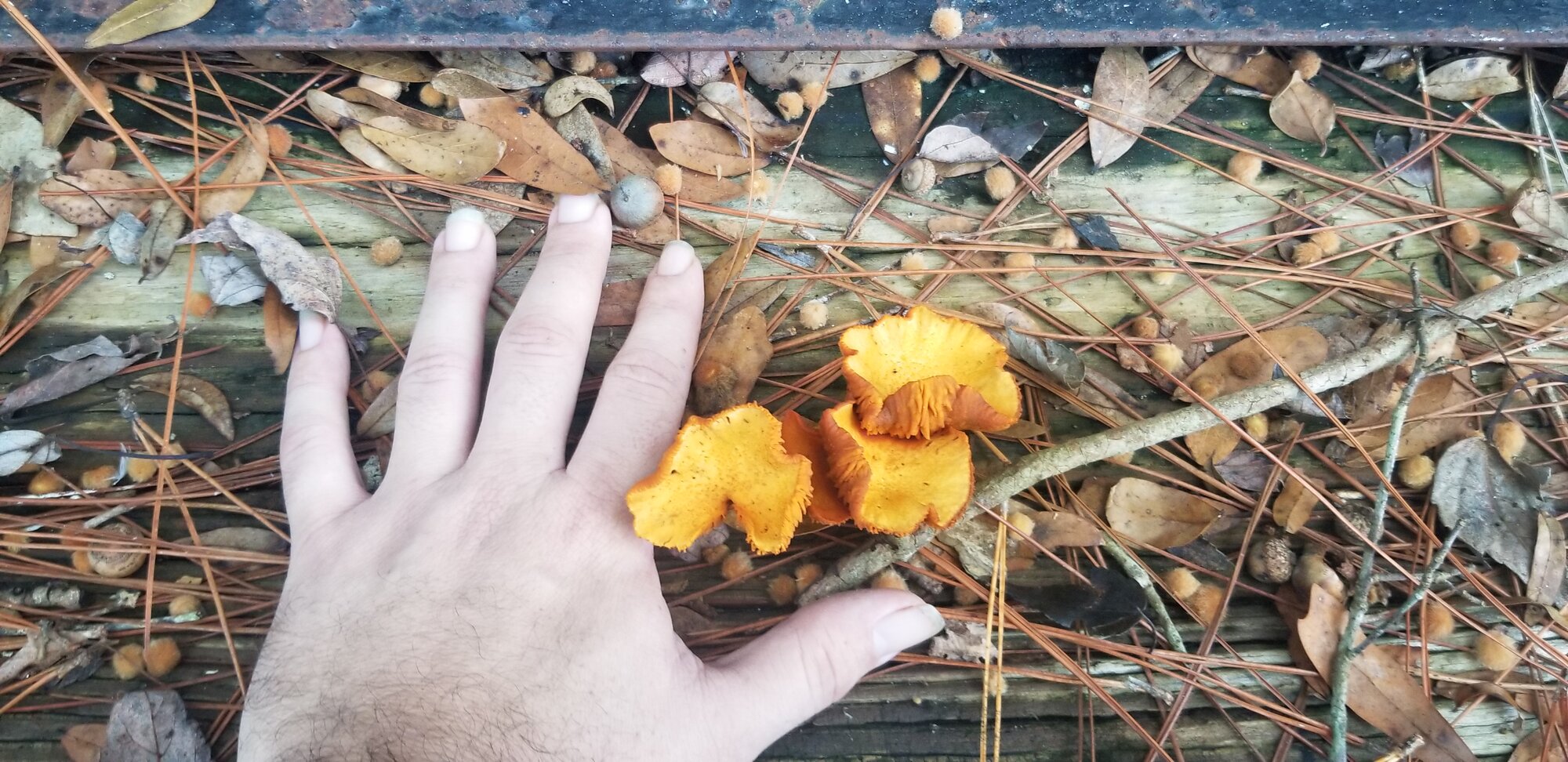 Wild mushroom