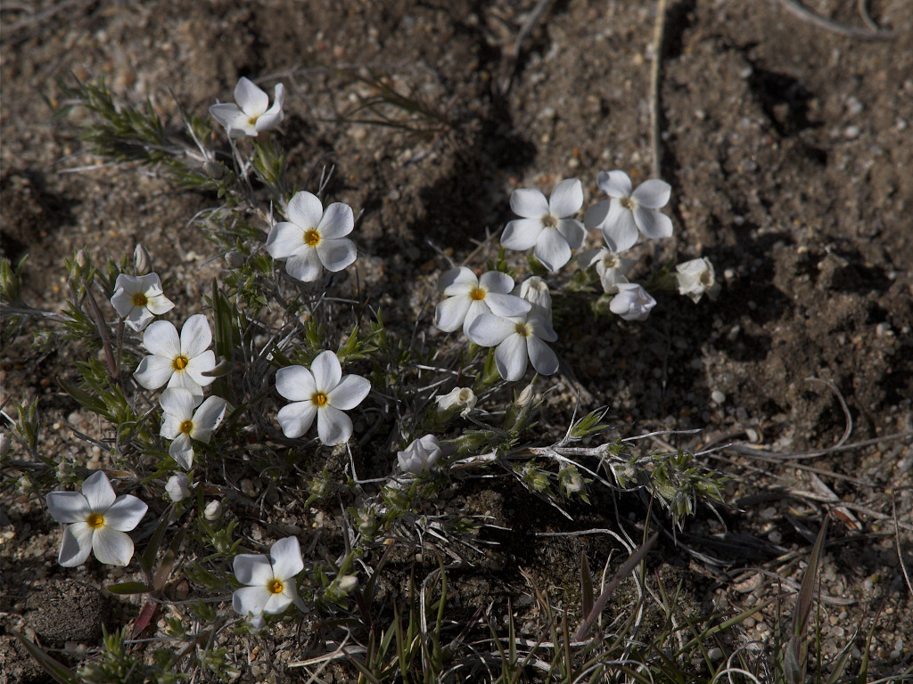 Wild Phlox